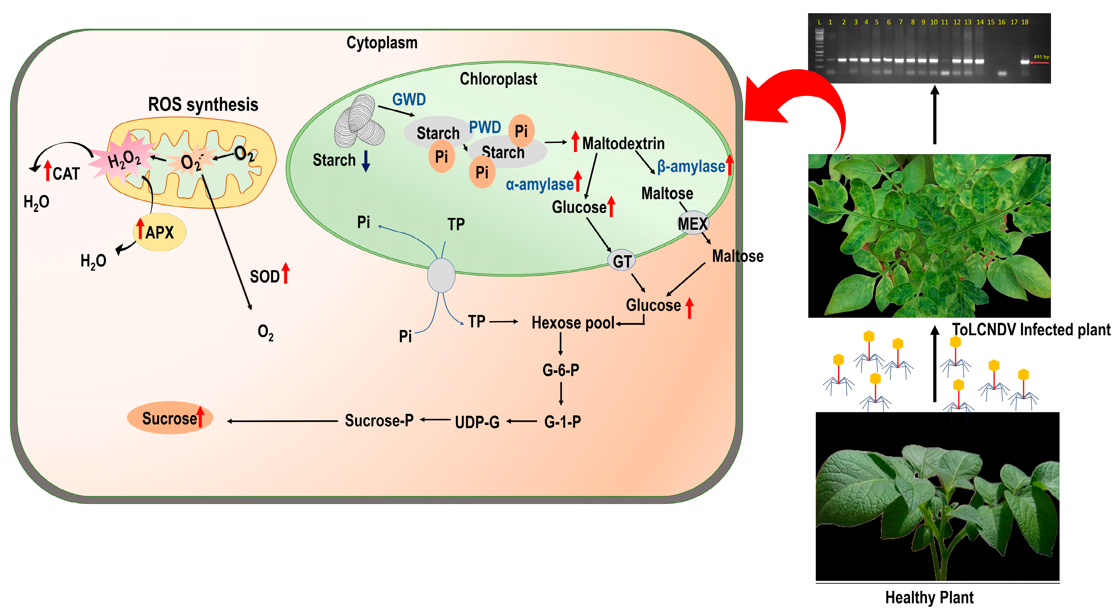 Antioxidants 12 01447 g007 Antioxidants 12 01447 g007