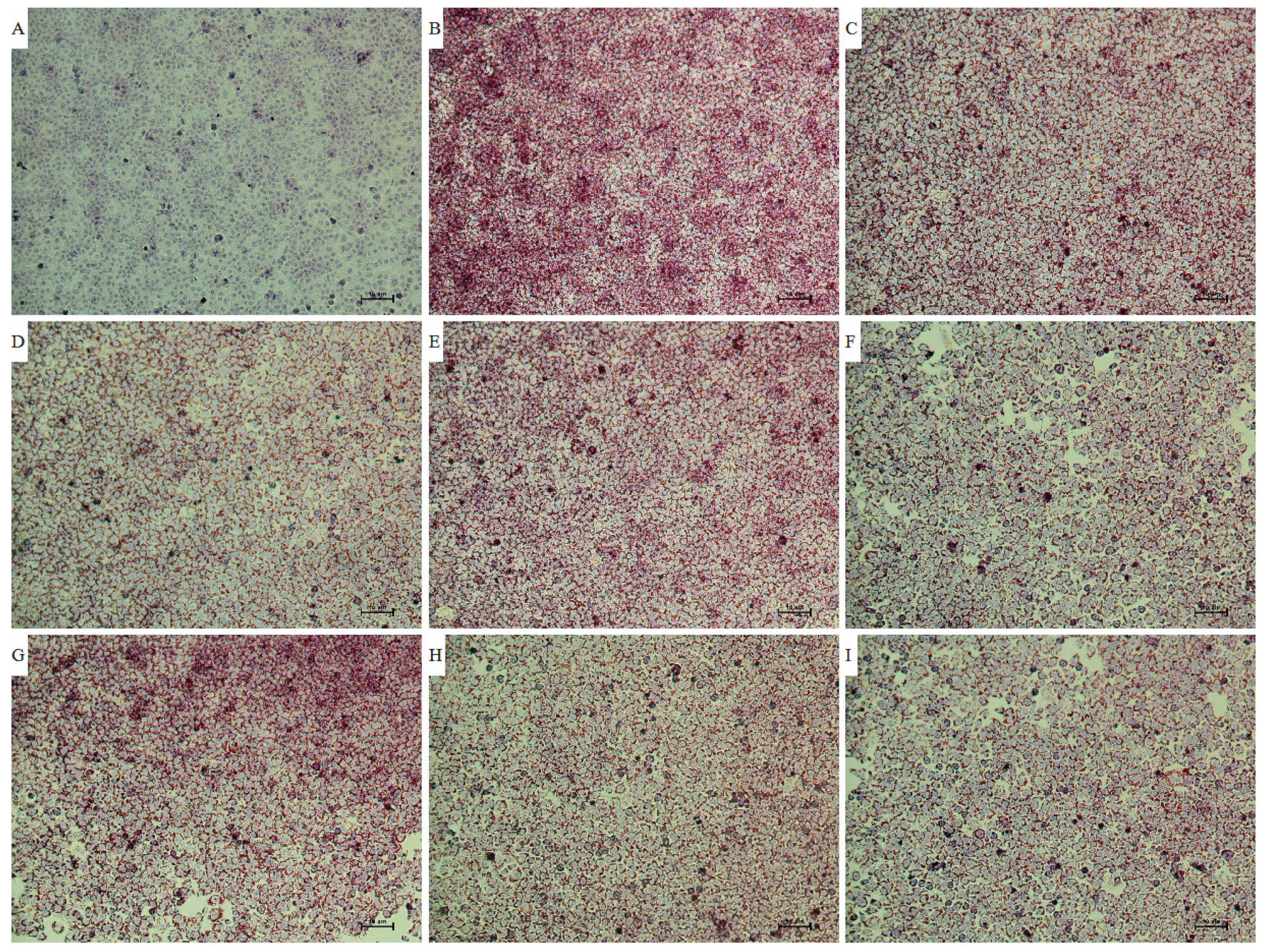 Antioxidants 12 01448 g005