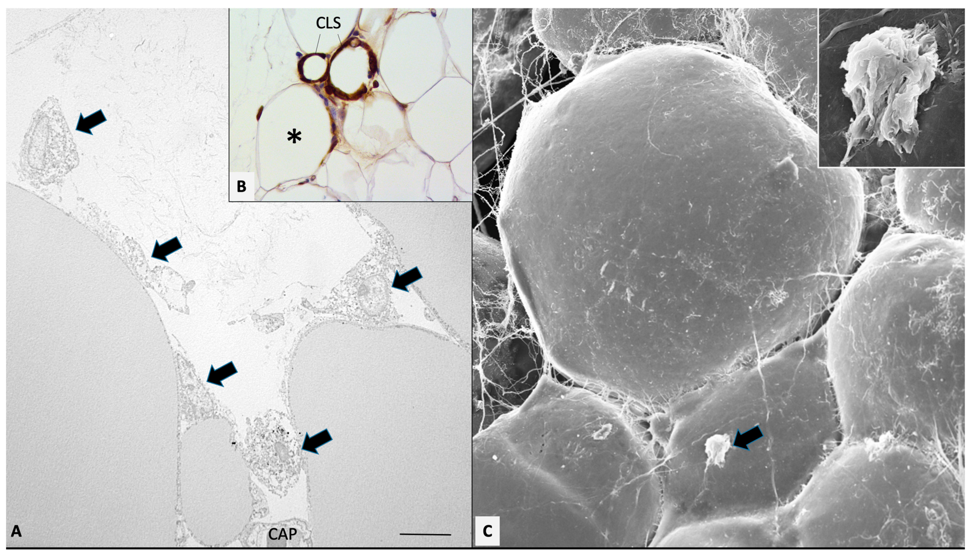 Antioxidants 12 01449 g001