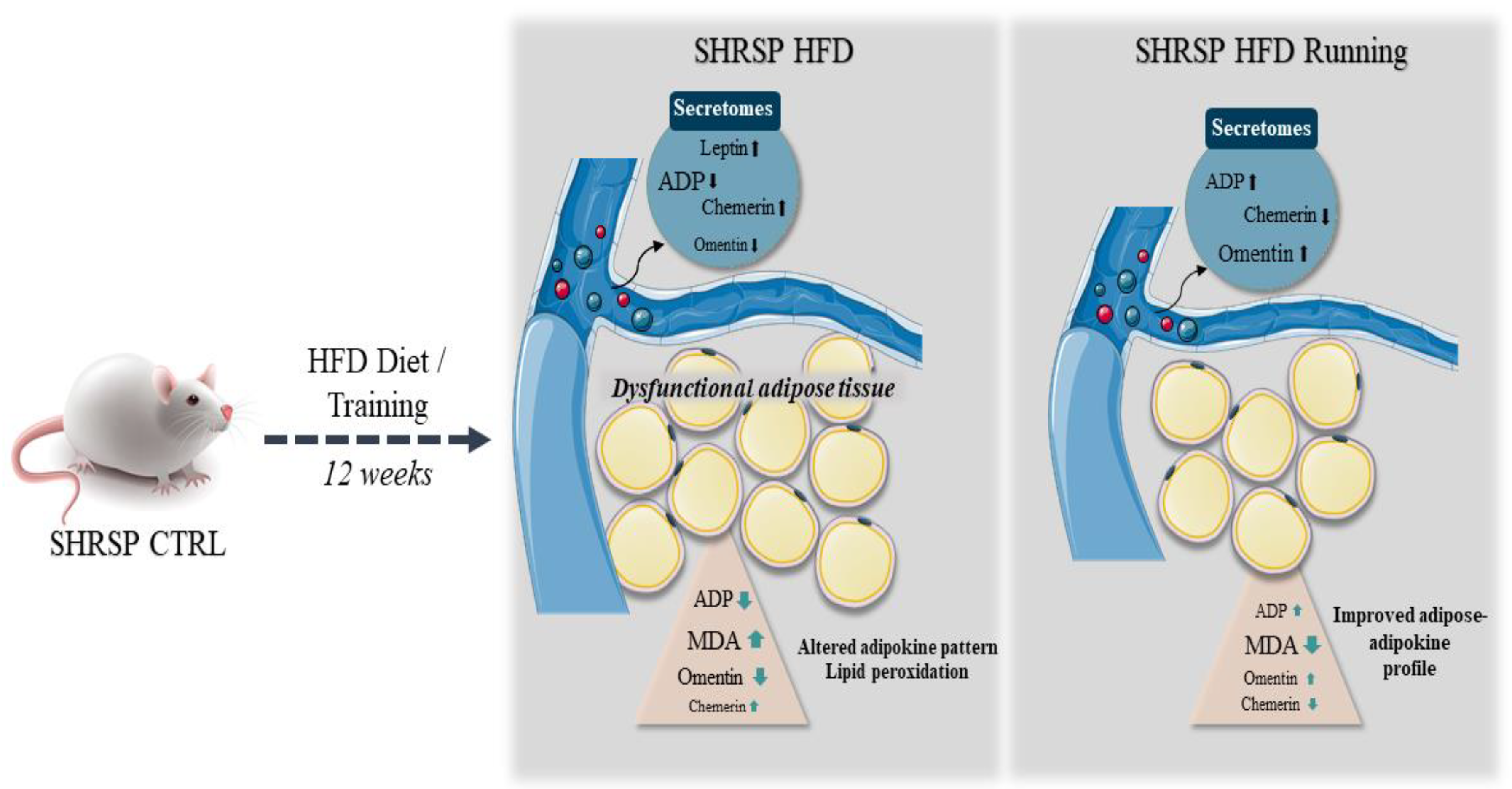 Antioxidants 12 01450 g007 Antioxidants 12 01450 g007