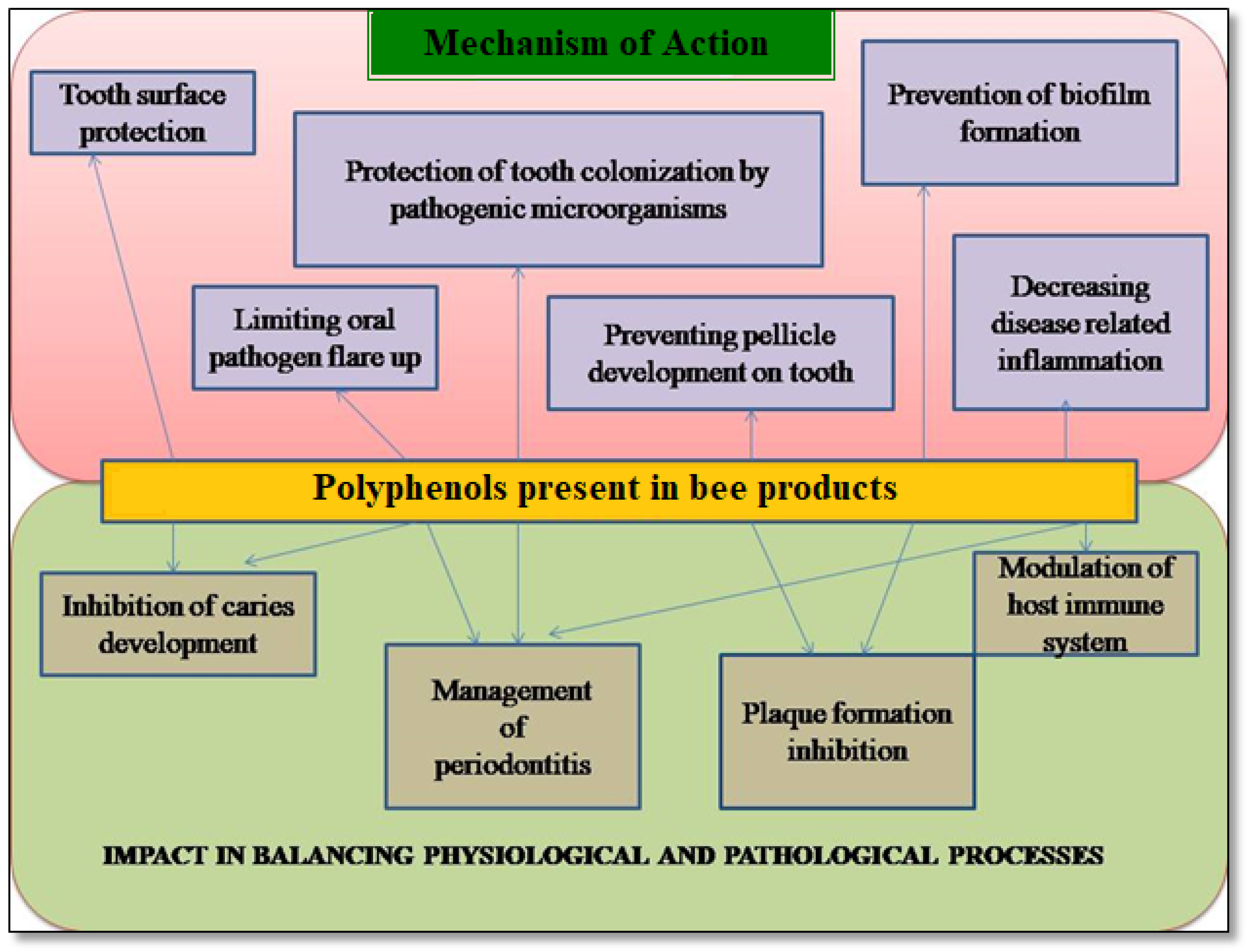 Antioxidants 12 01452 g002