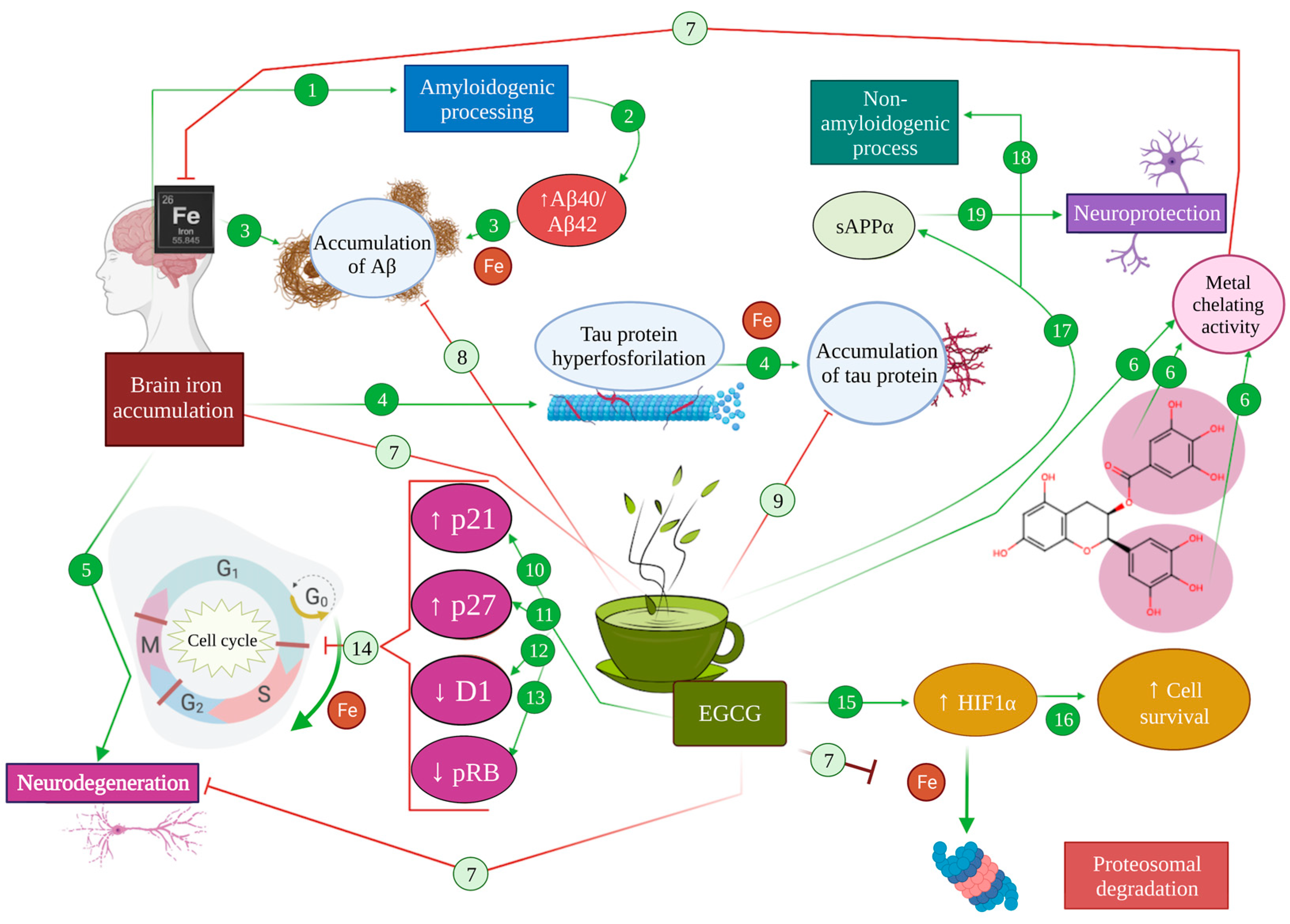 Antioxidants 12 01460 g004