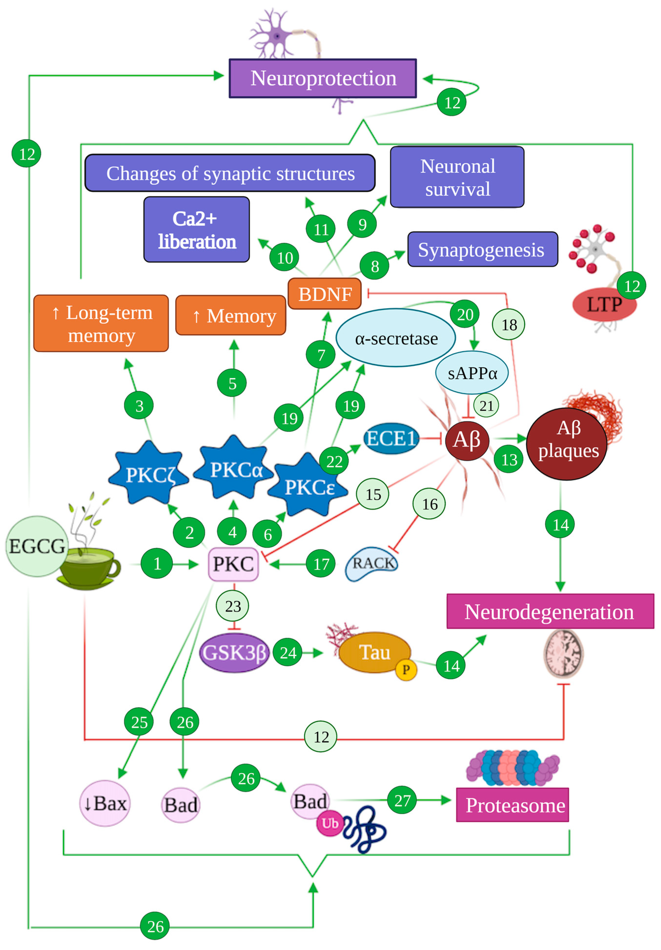 Antioxidants 12 01460 g005