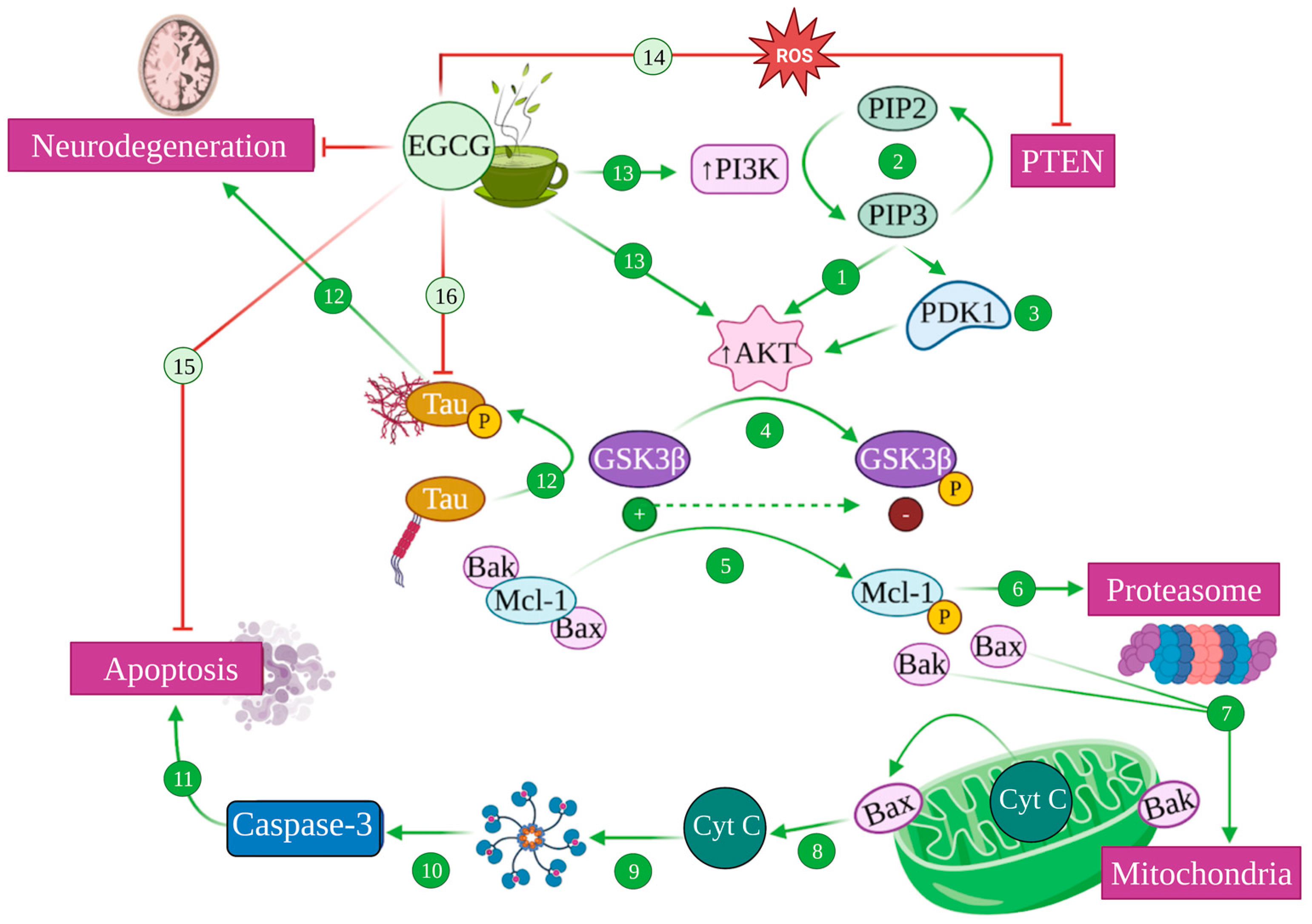 Antioxidants 12 01460 g007