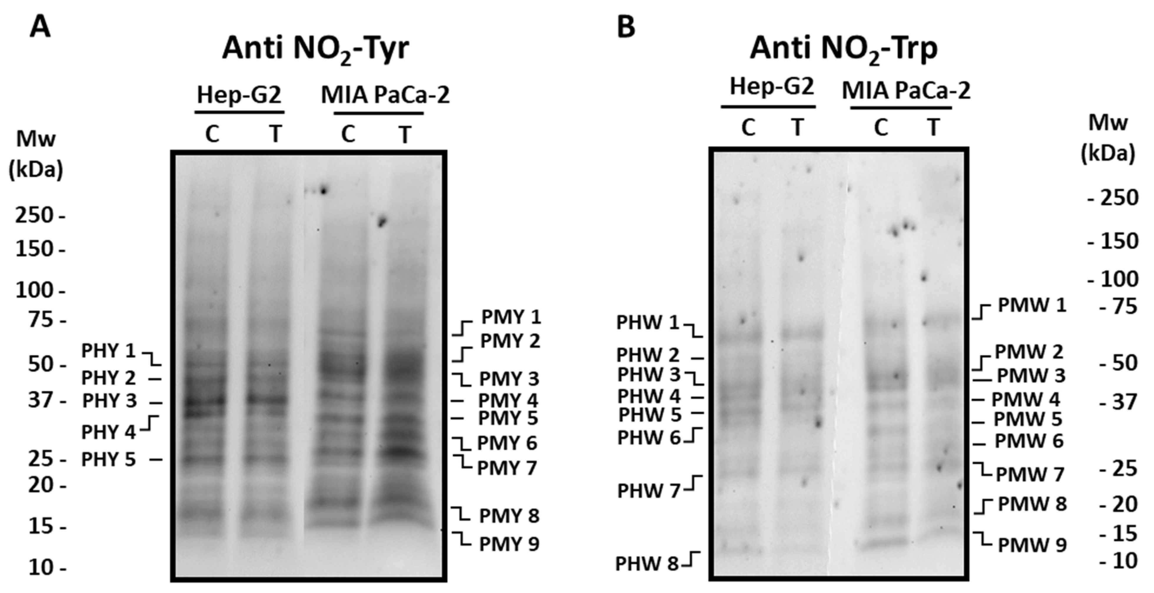 Antioxidants 12 01461 g005