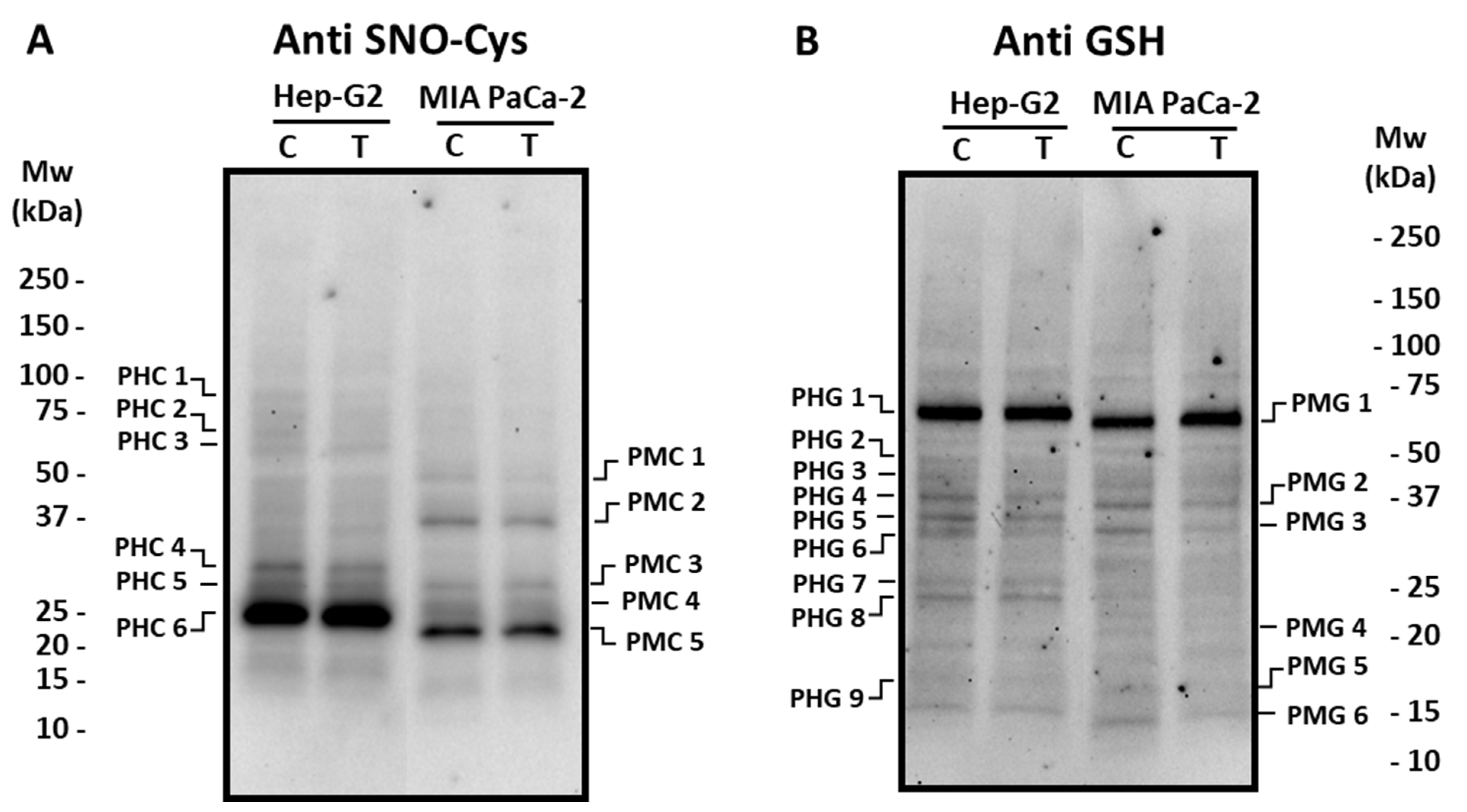 Antioxidants 12 01461 g006