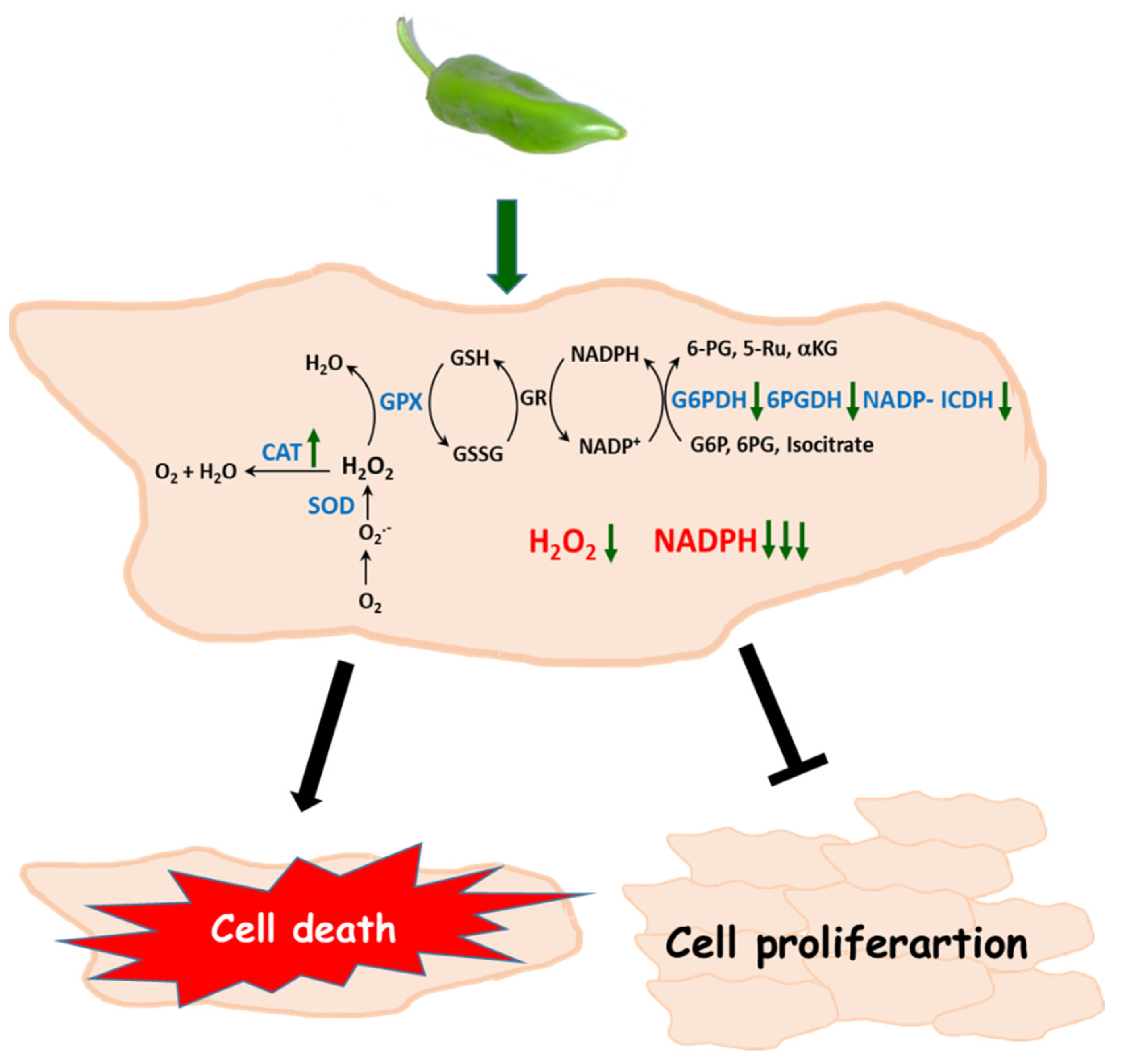 Antioxidants 12 01461 g010