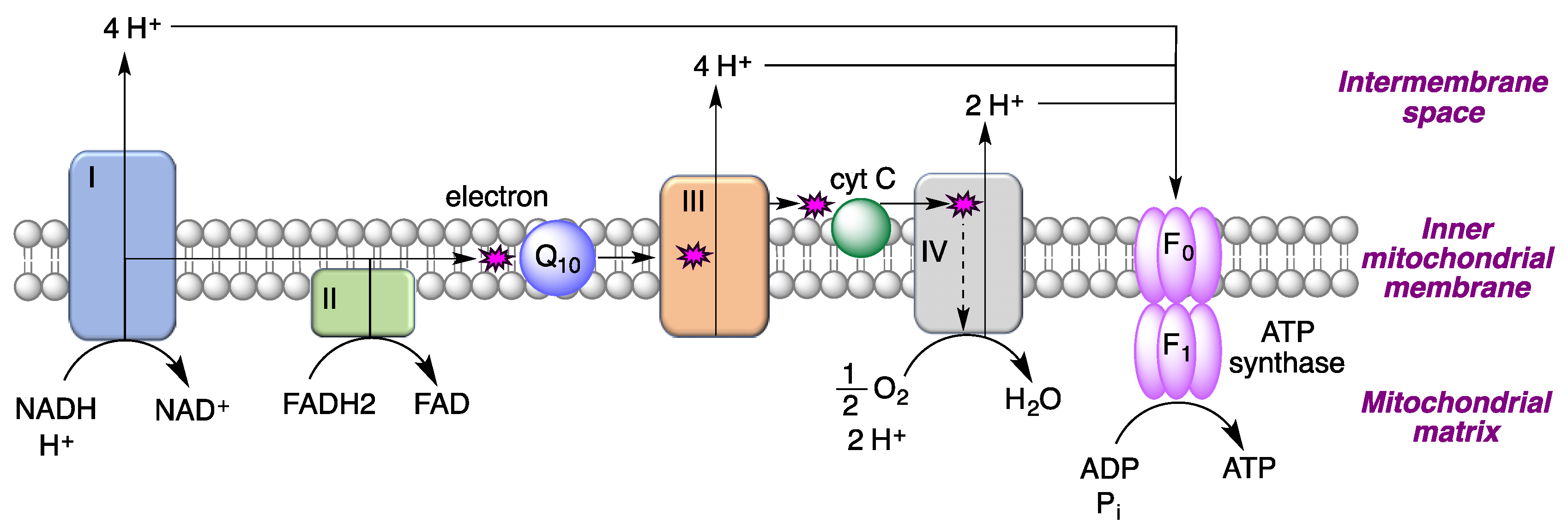 Antioxidants 12 01464 g009