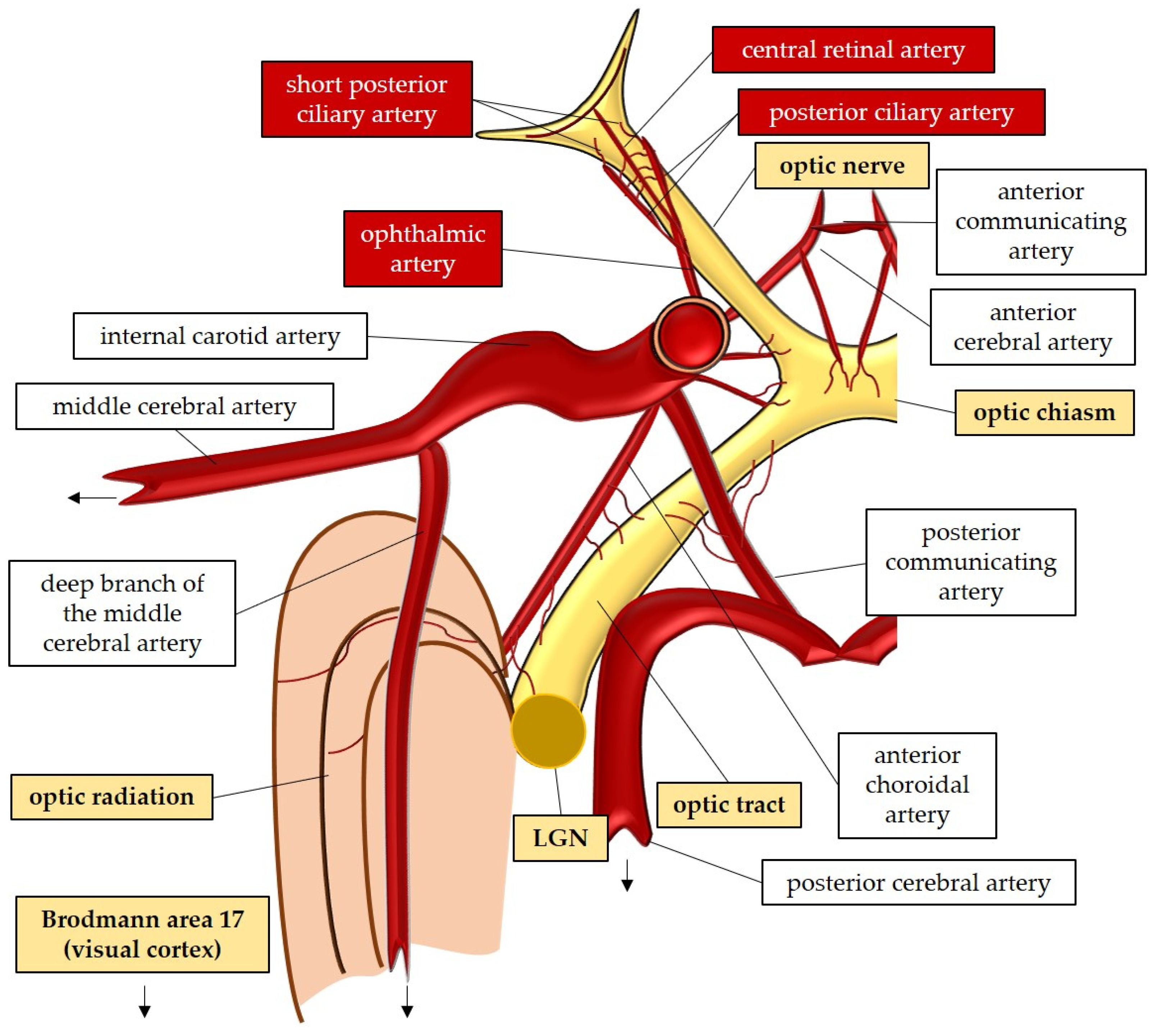 Antioxidants 12 01465 g002