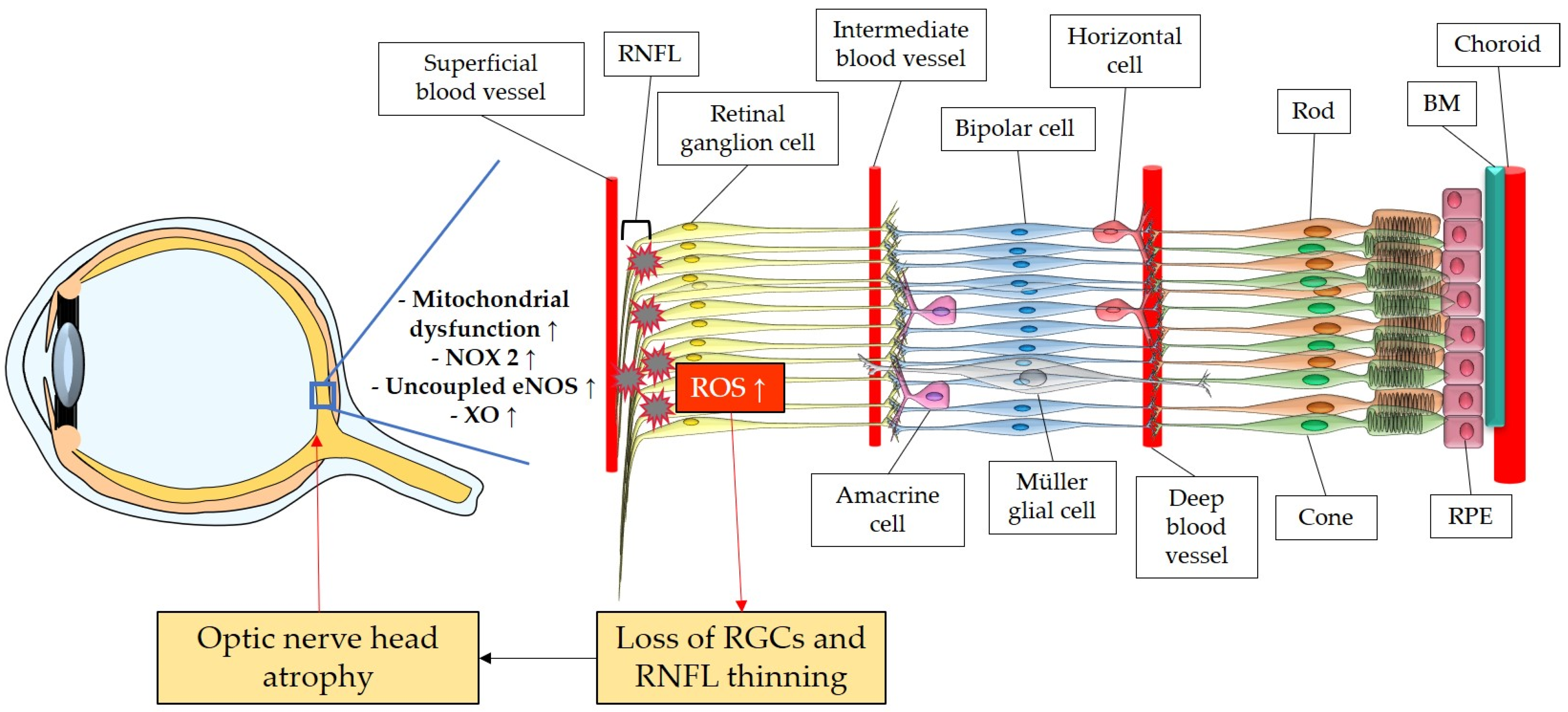 Antioxidants 12 01465 g003