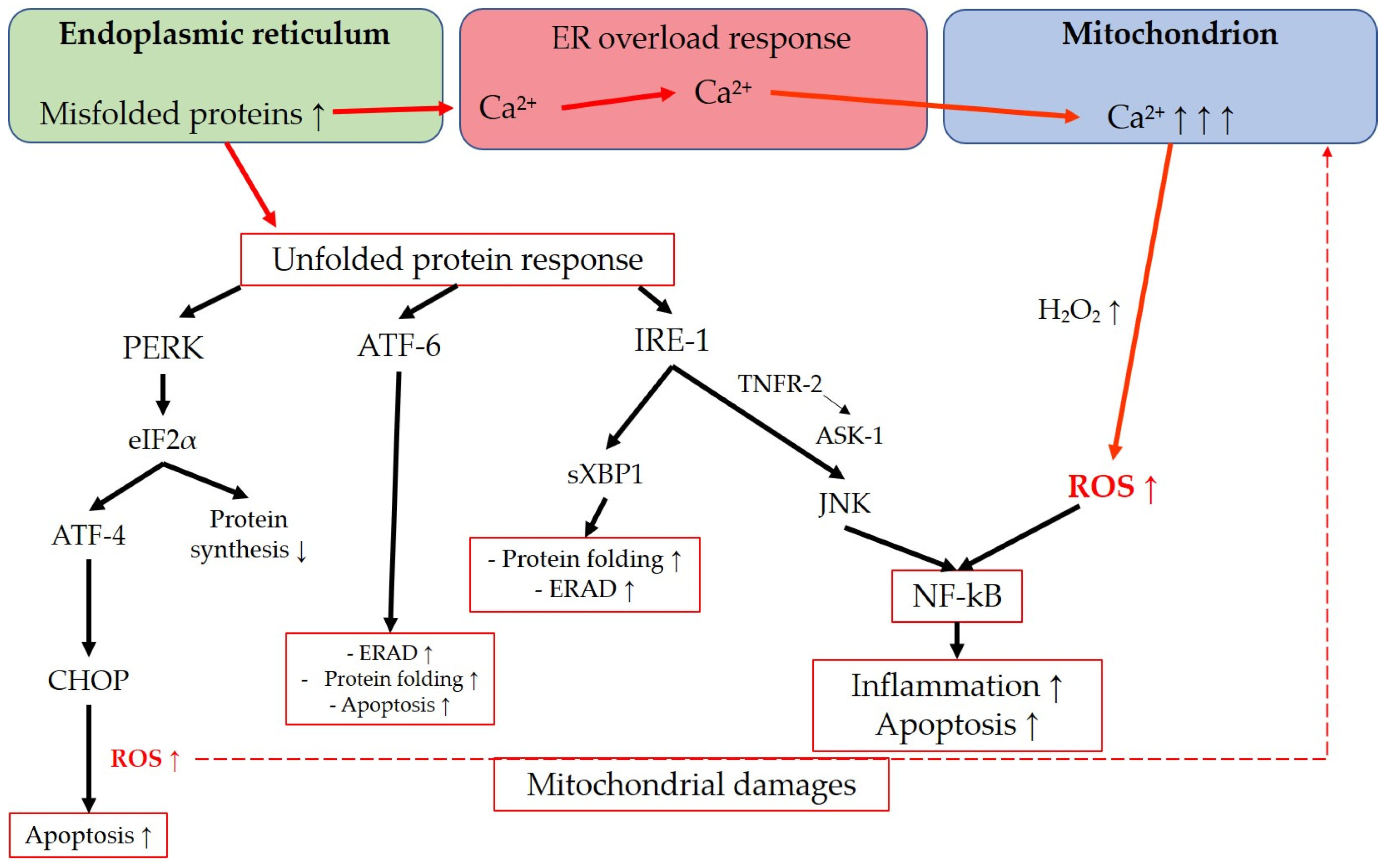 Antioxidants 12 01465 g006