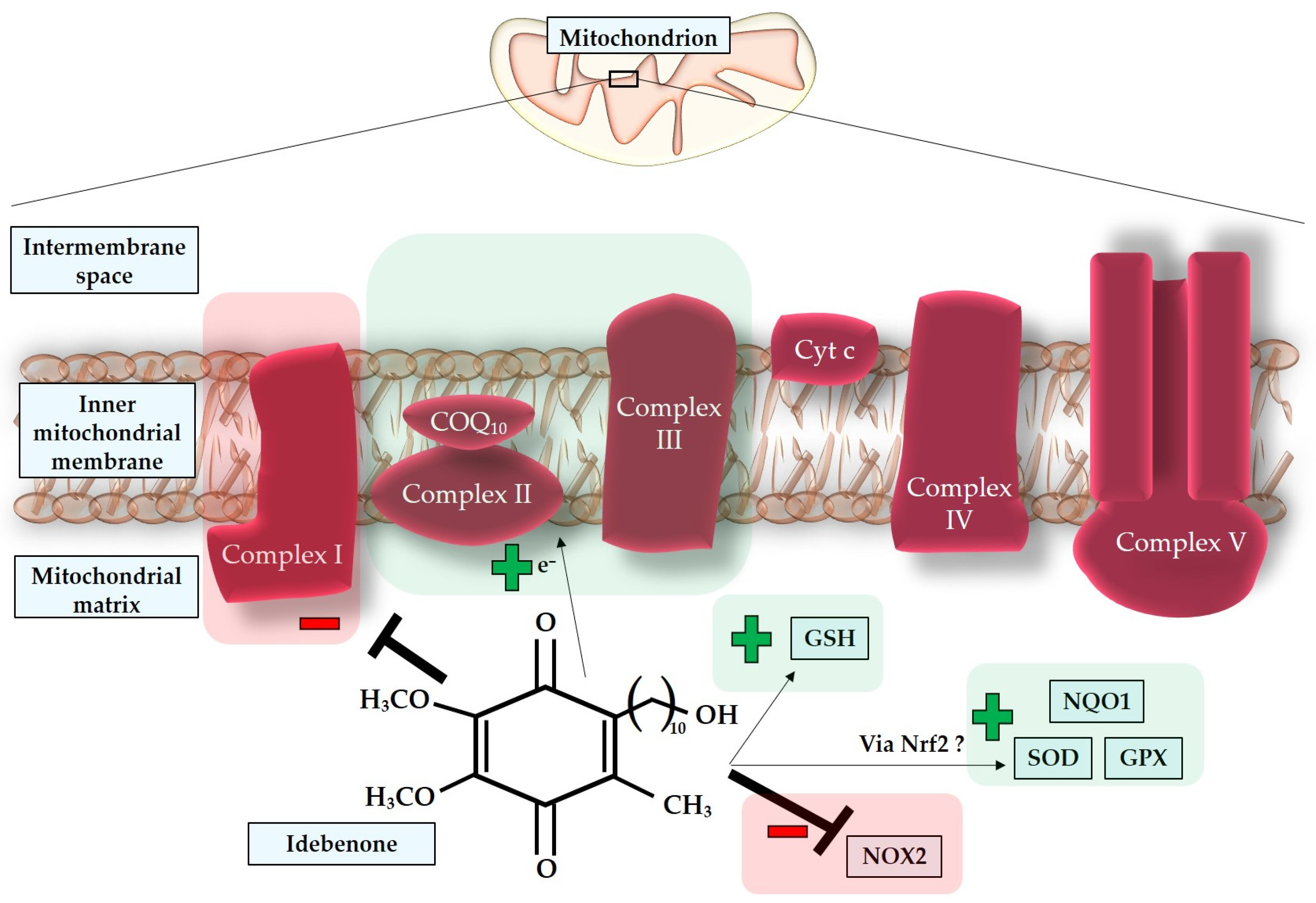 Antioxidants 12 01465 g007
