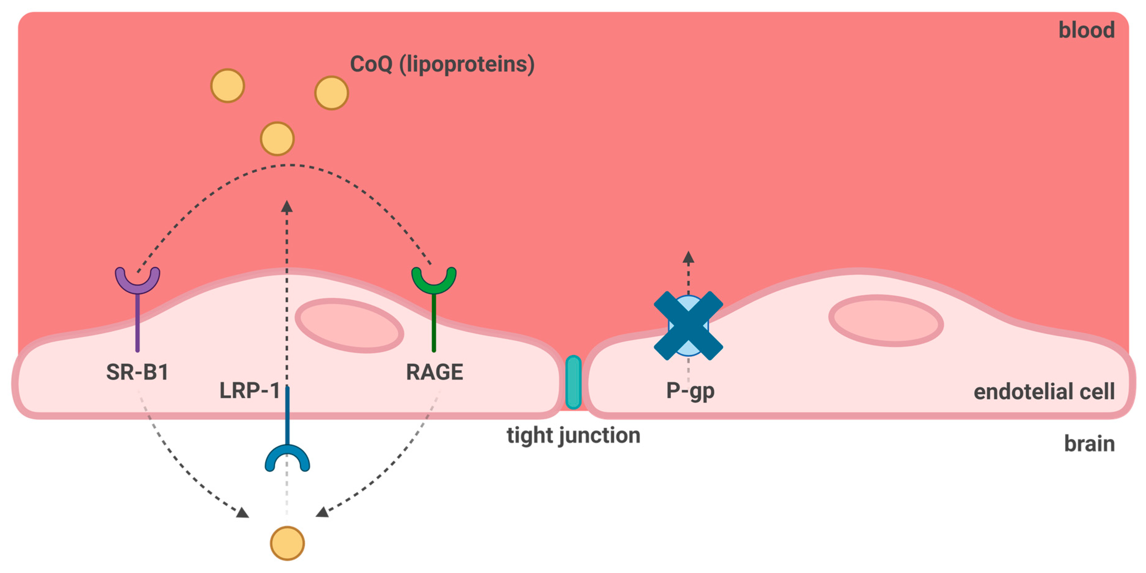 Antioxidants 12 01469 g003