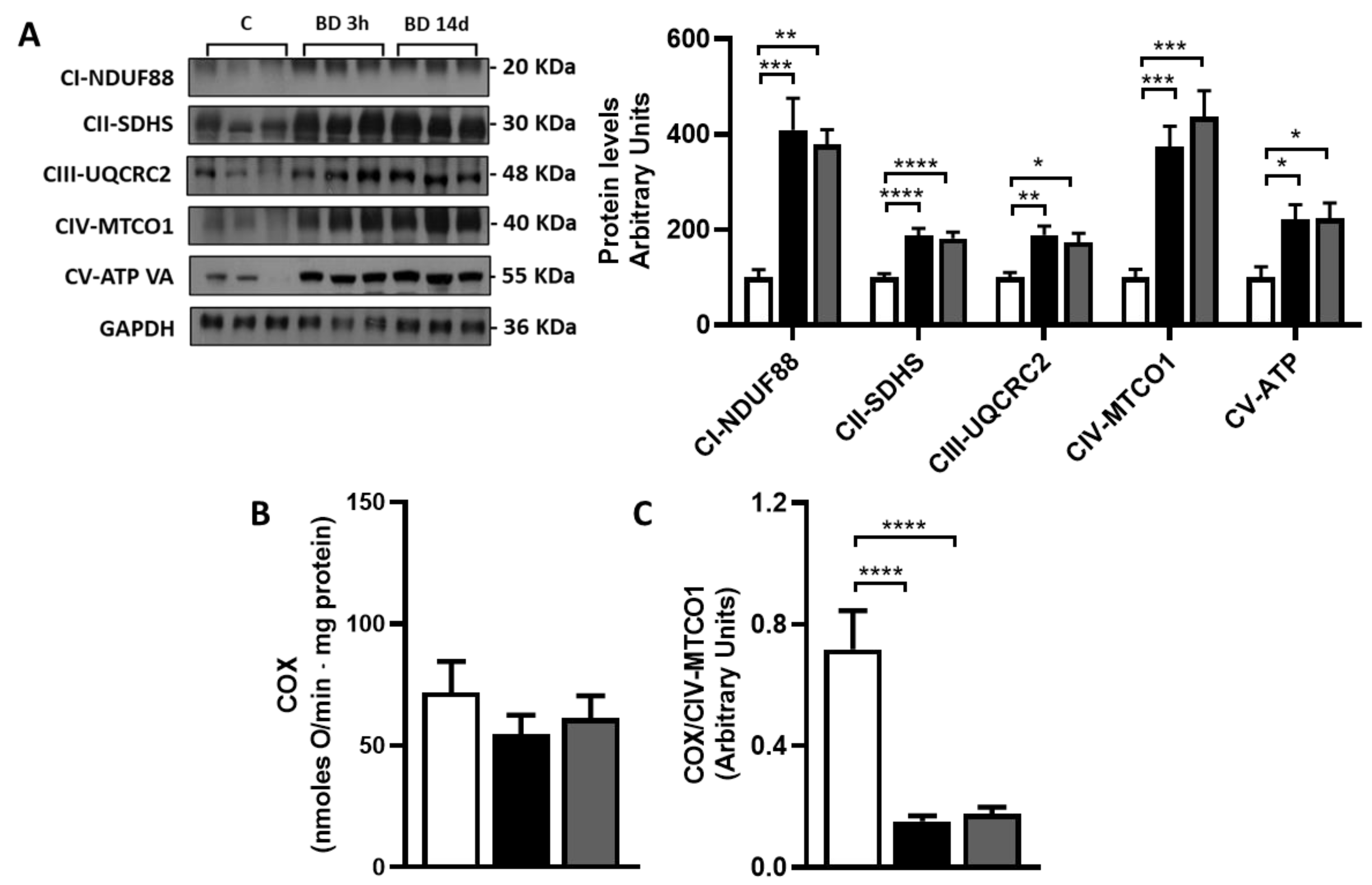 Antioxidants 12 01471 g005 Antioxidants 12 01471 g005