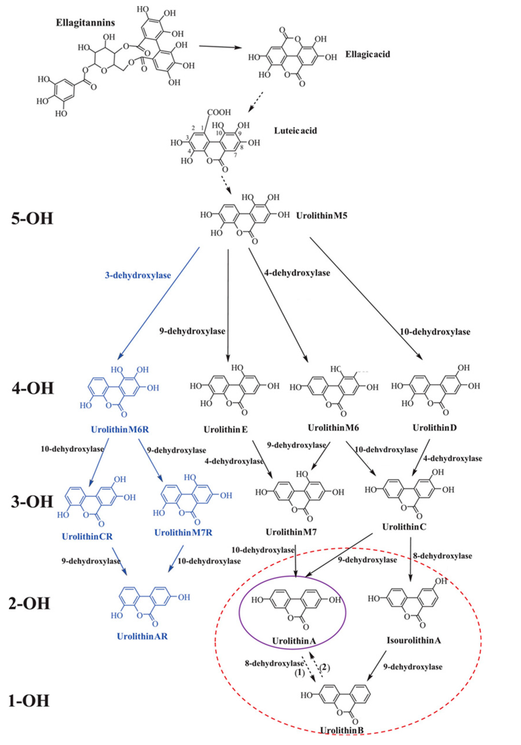 Antioxidants 12 01479 g001