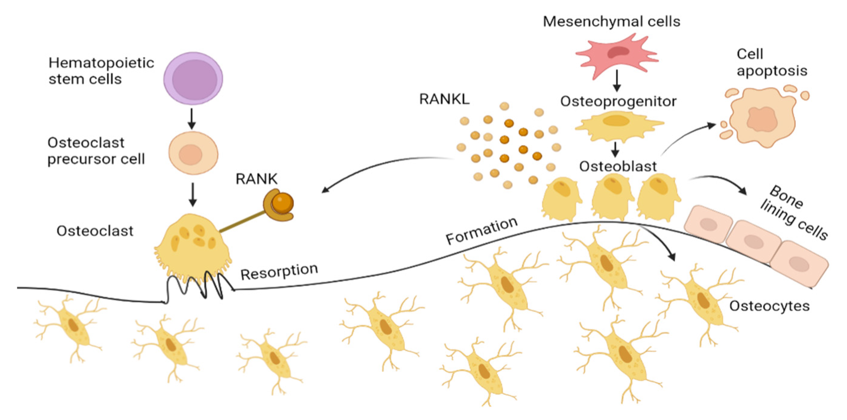 Antioxidants 12 01480 g001 Antioxidants 12 01480 g001