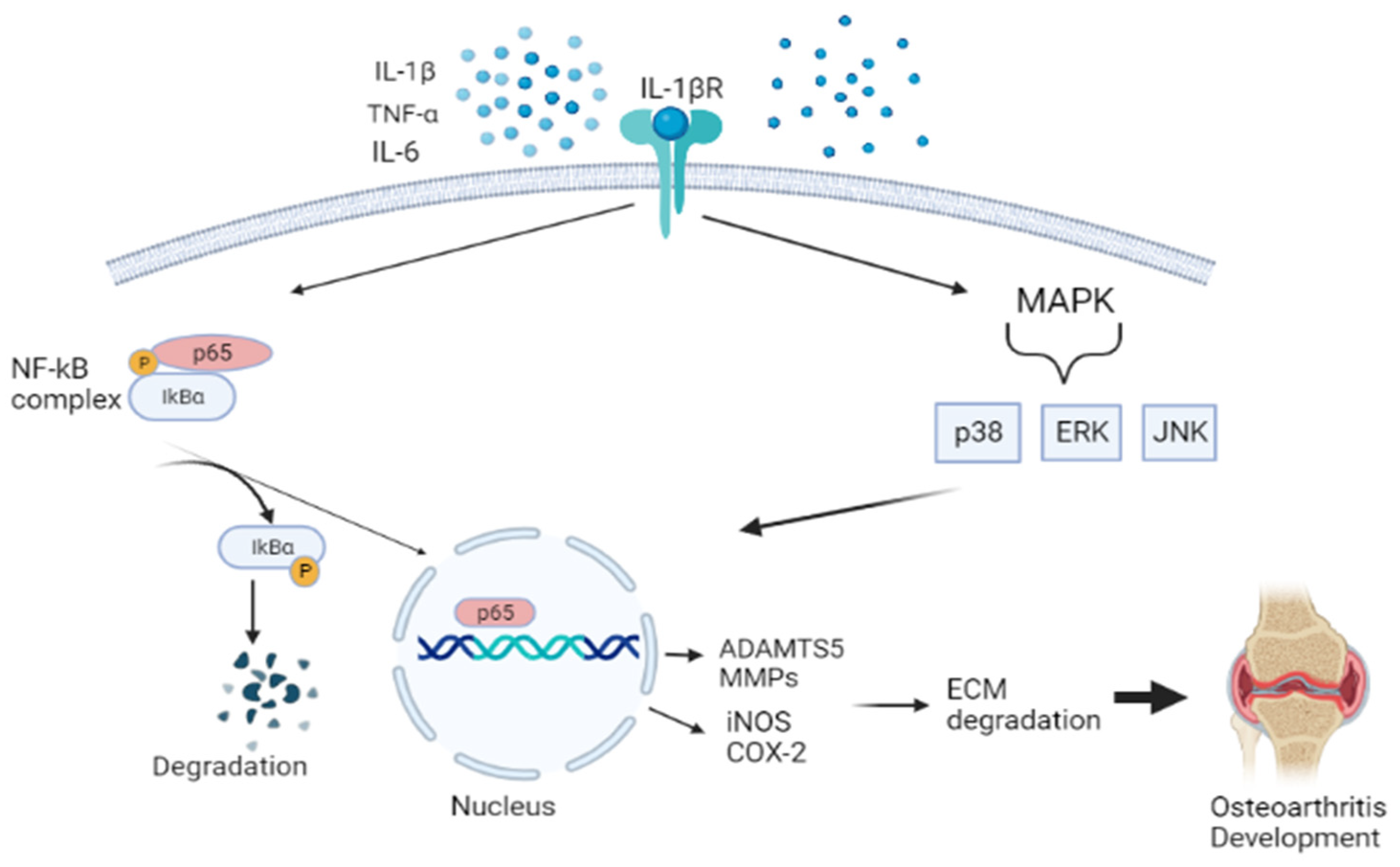 Antioxidants 12 01480 g003 Antioxidants 12 01480 g003