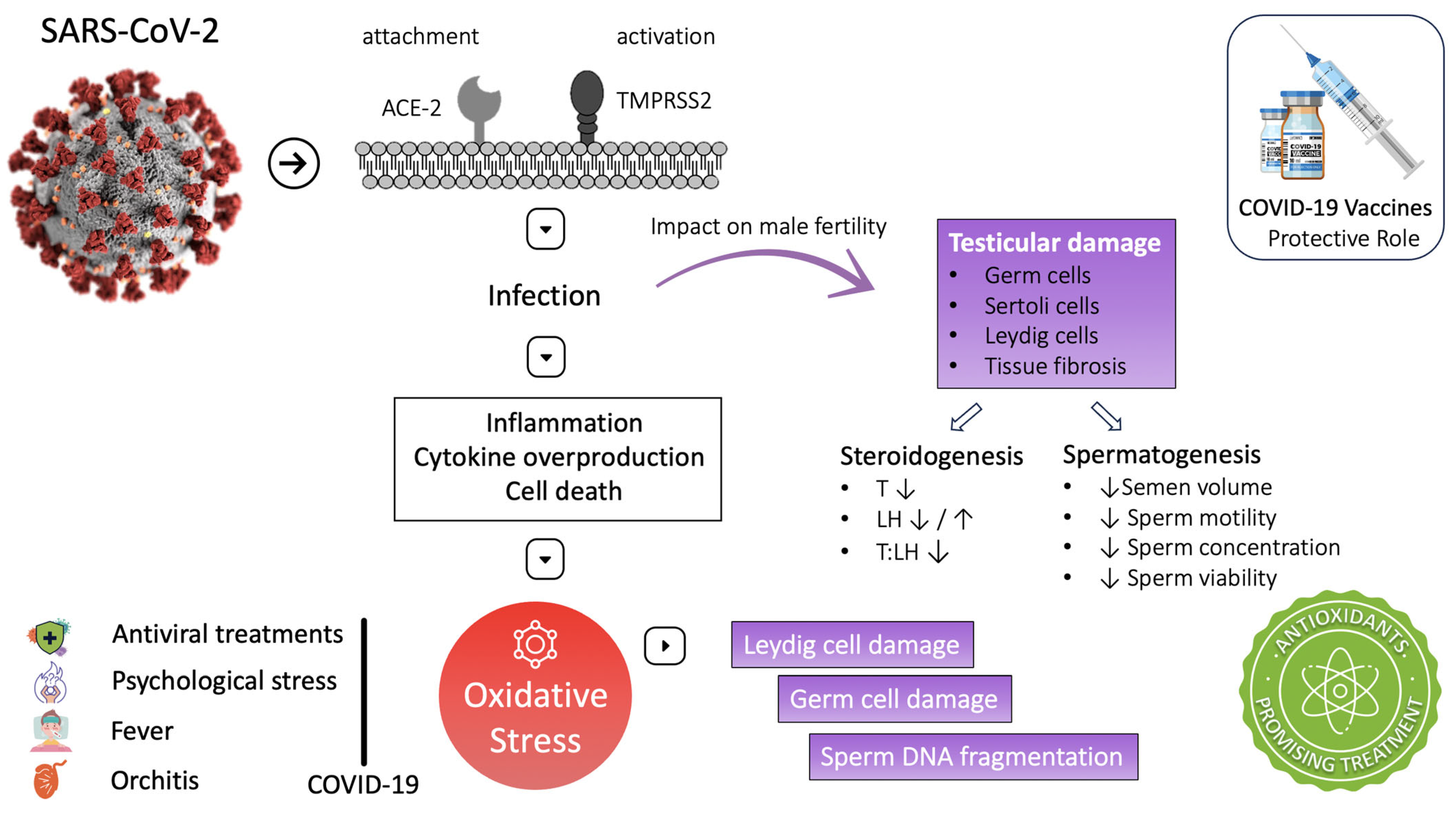 Antioxidants 12 01483 g002