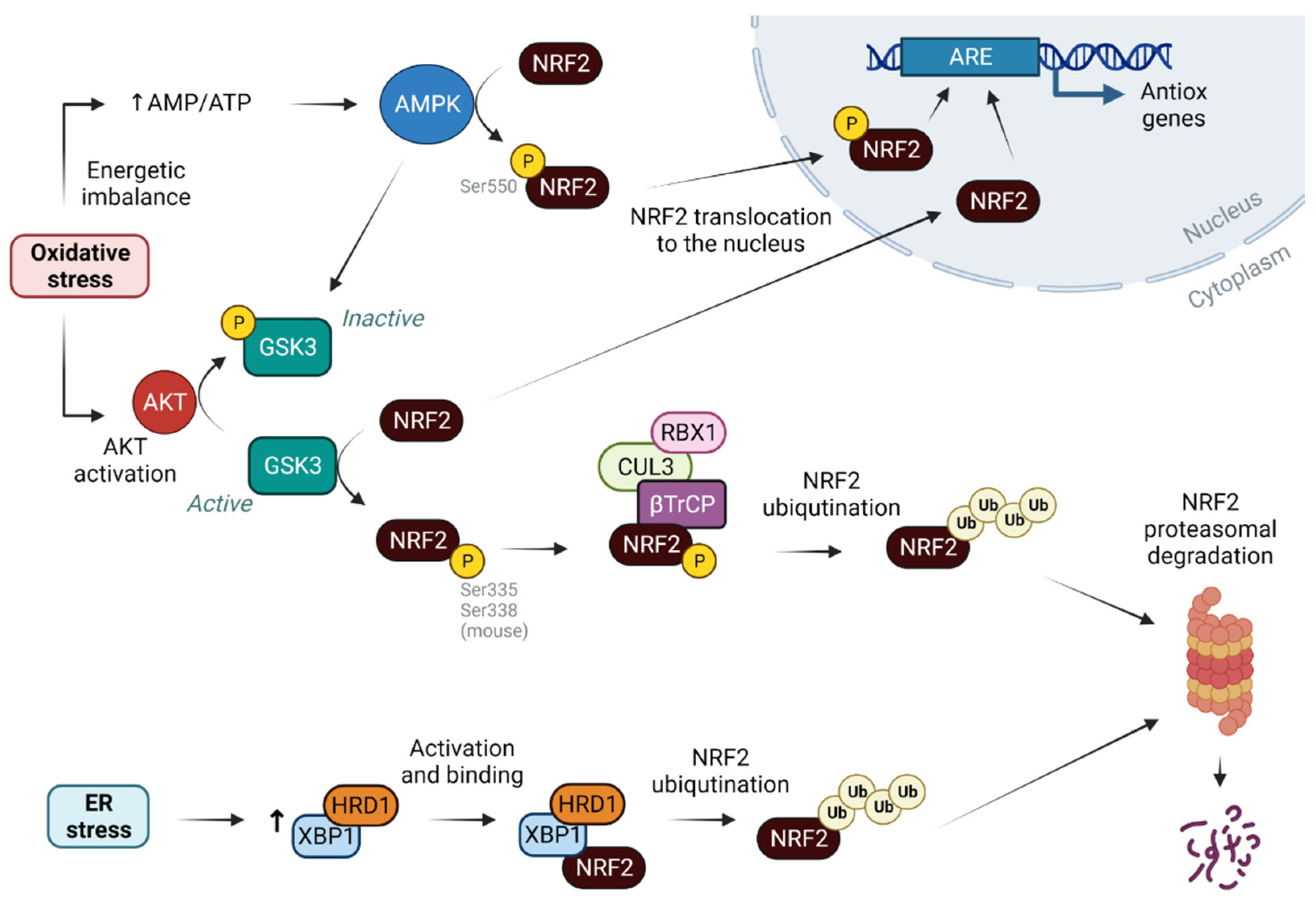 Antioxidants 12 01491 g002