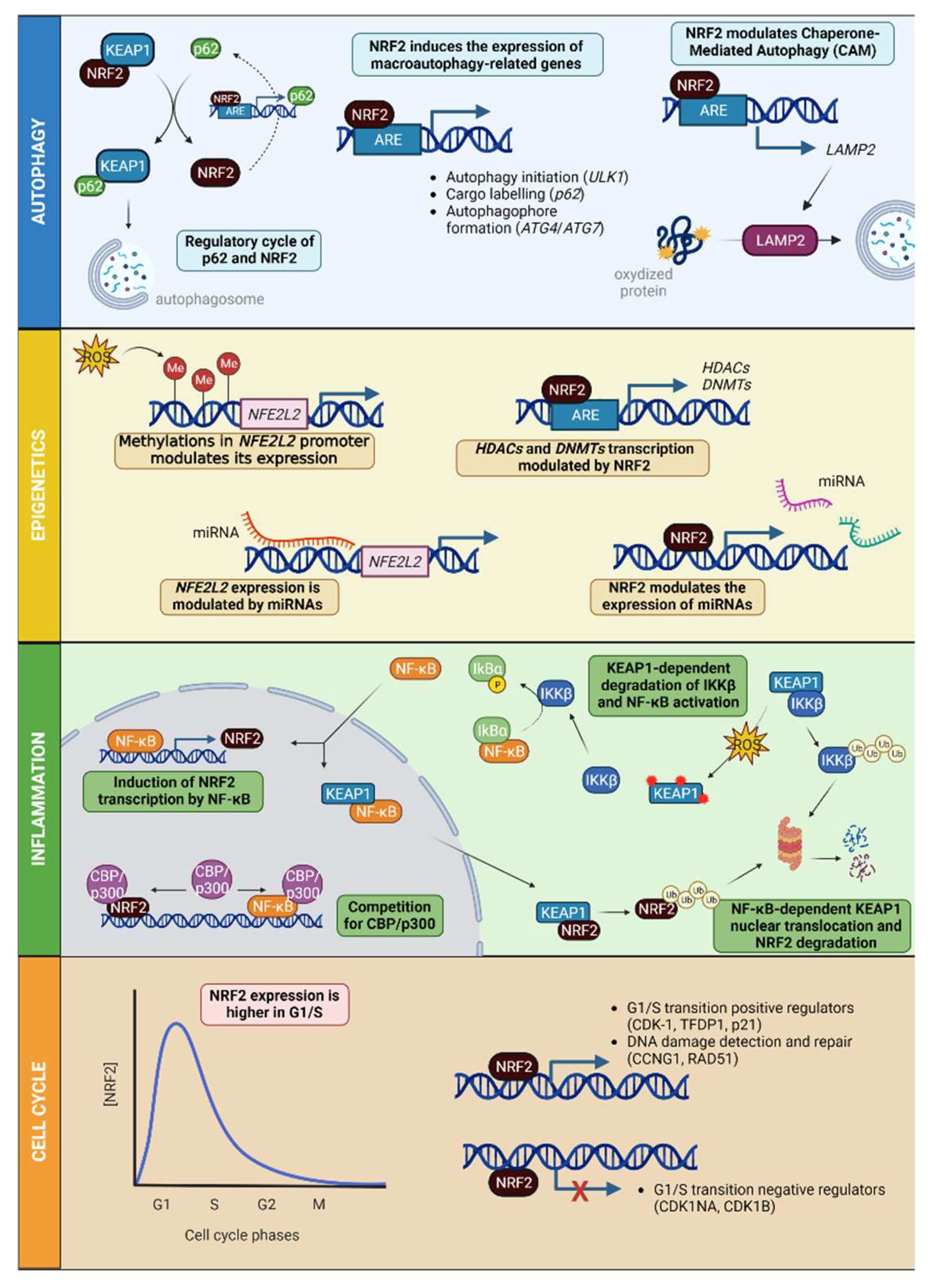 Antioxidants 12 01491 g003