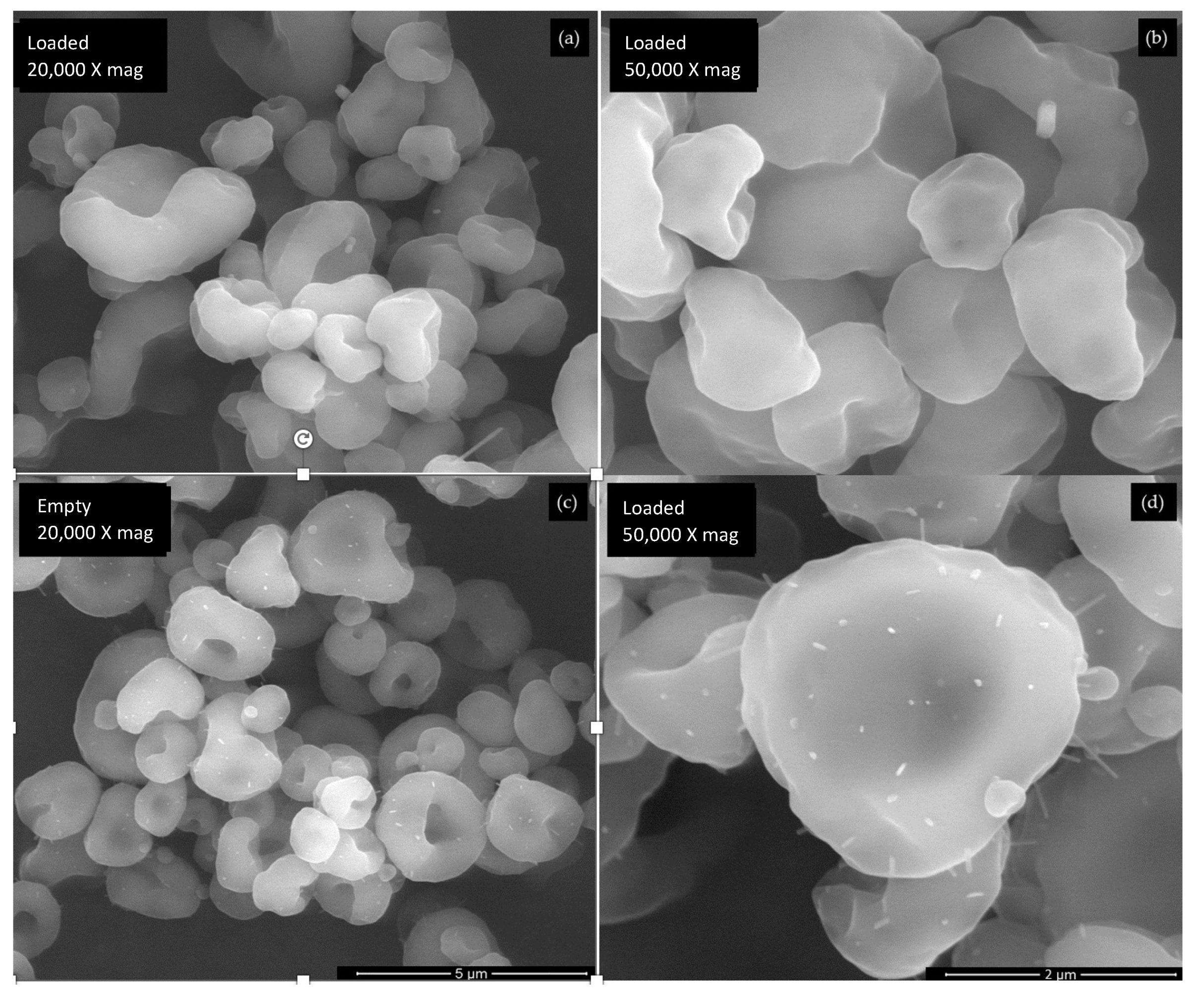 Antioxidants 12 01496 g002
