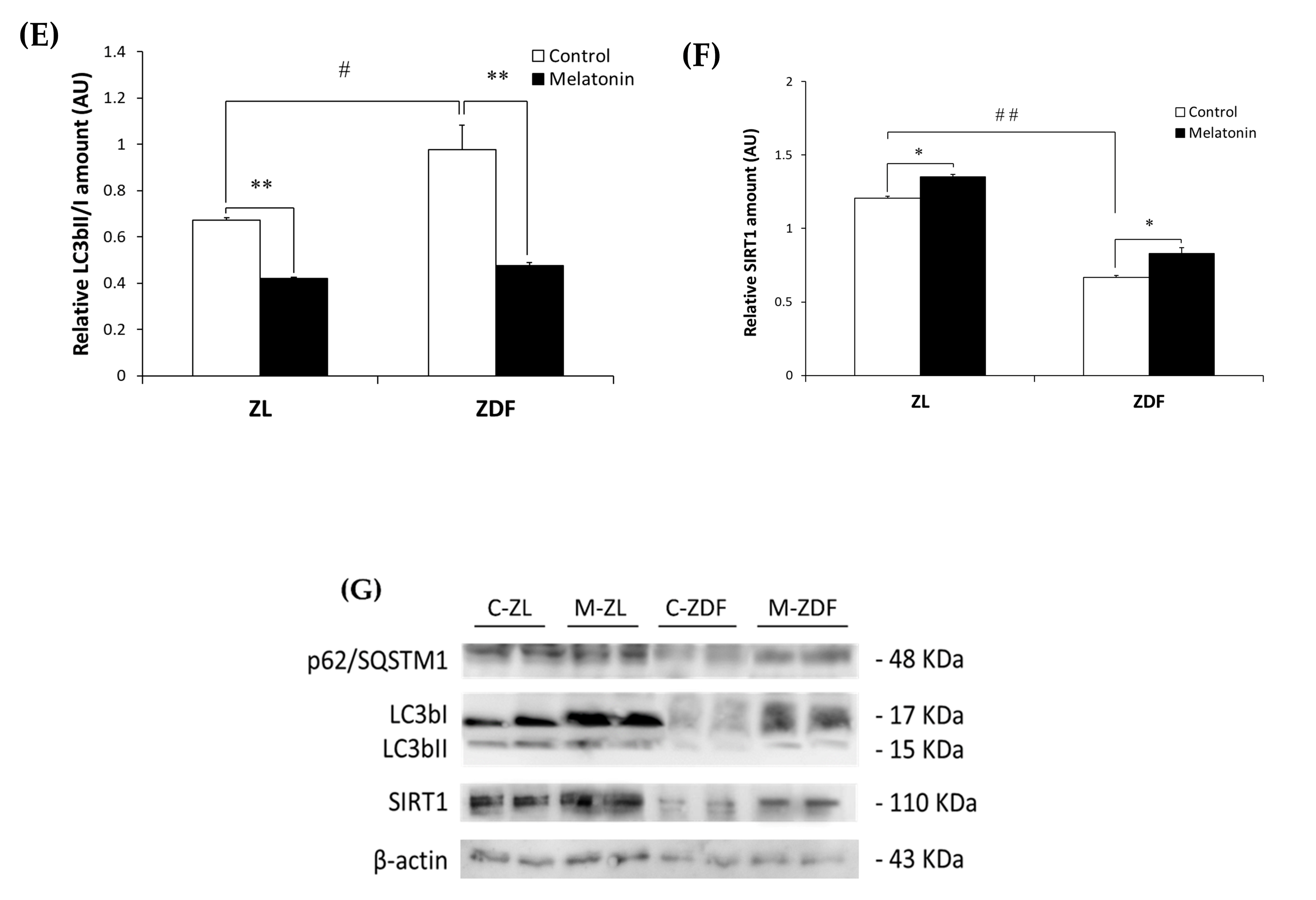 Antioxidants 12 01499 g002b Antioxidants 12 01499 g002b