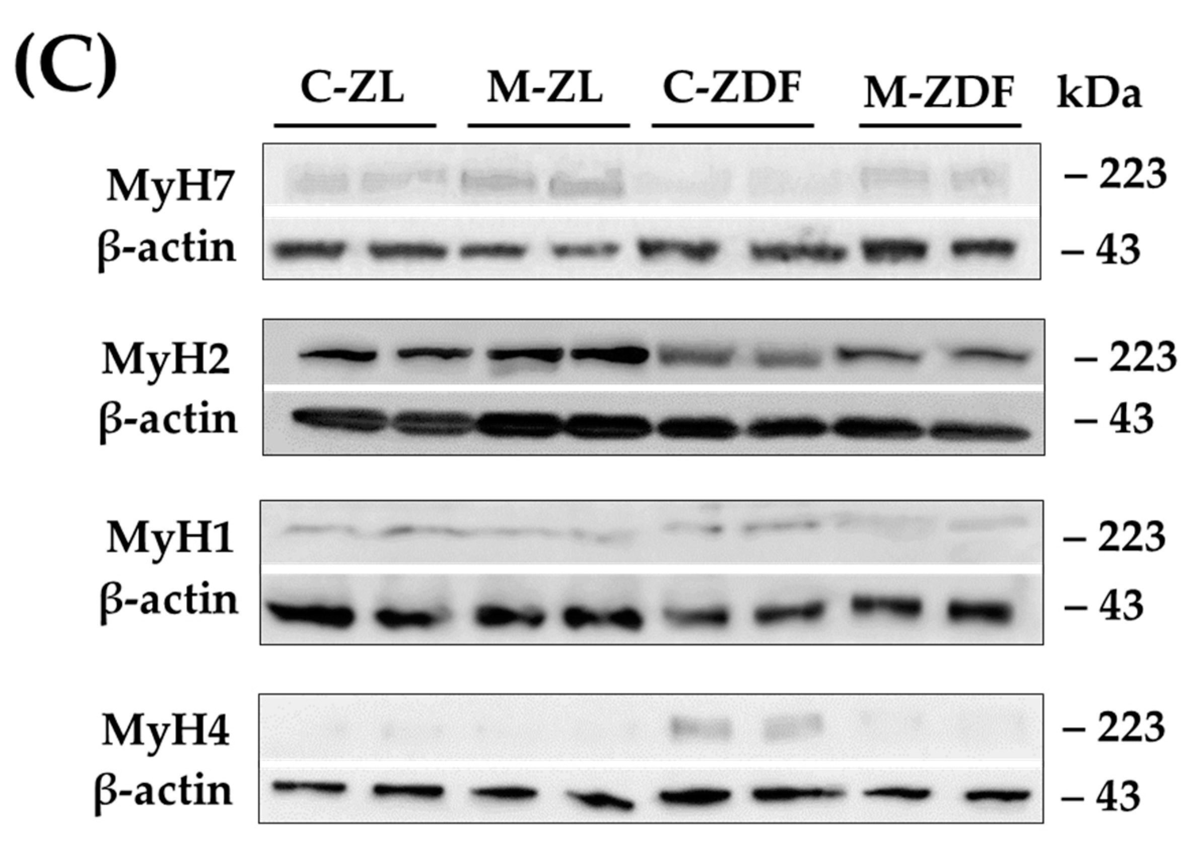 Antioxidants 12 01499 g006b Antioxidants 12 01499 g006b