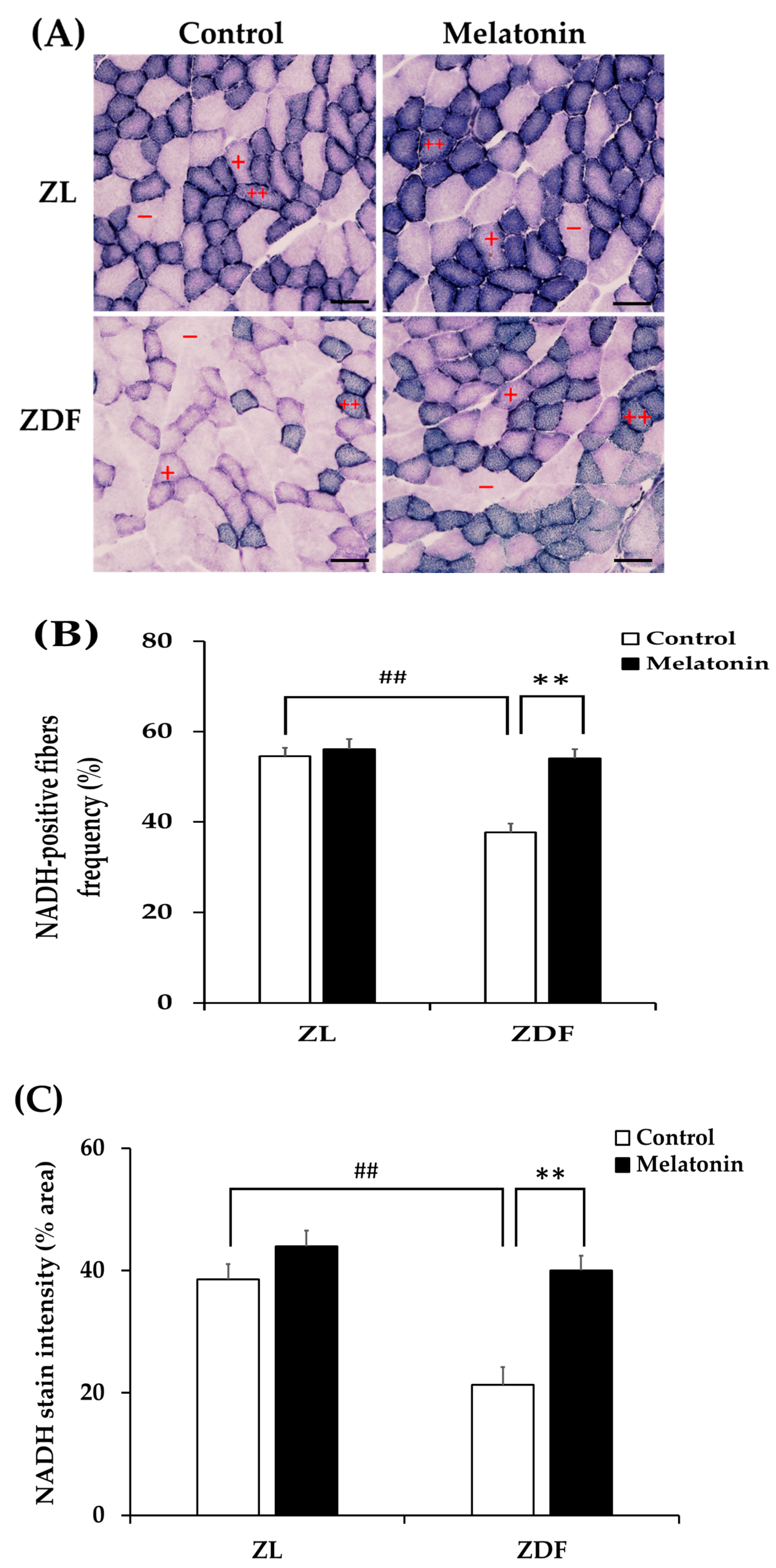 Antioxidants 12 01499 g007 Antioxidants 12 01499 g007