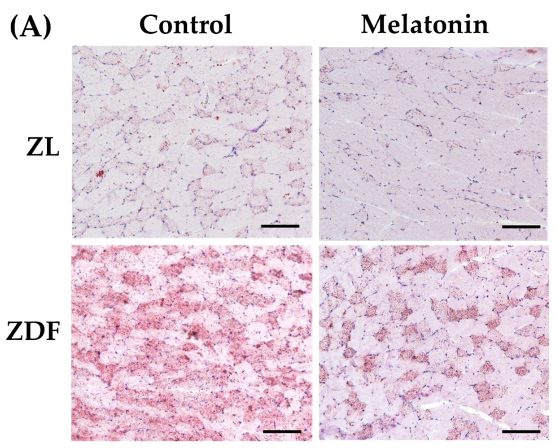 Antioxidants 12 01499 g008a Antioxidants 12 01499 g008a
