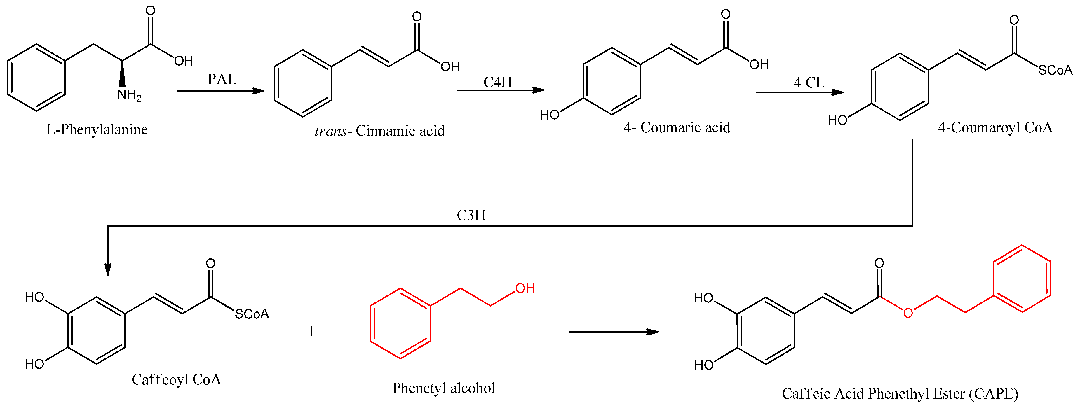 Antioxidants 12 01500 g002 Antioxidants 12 01500 g002