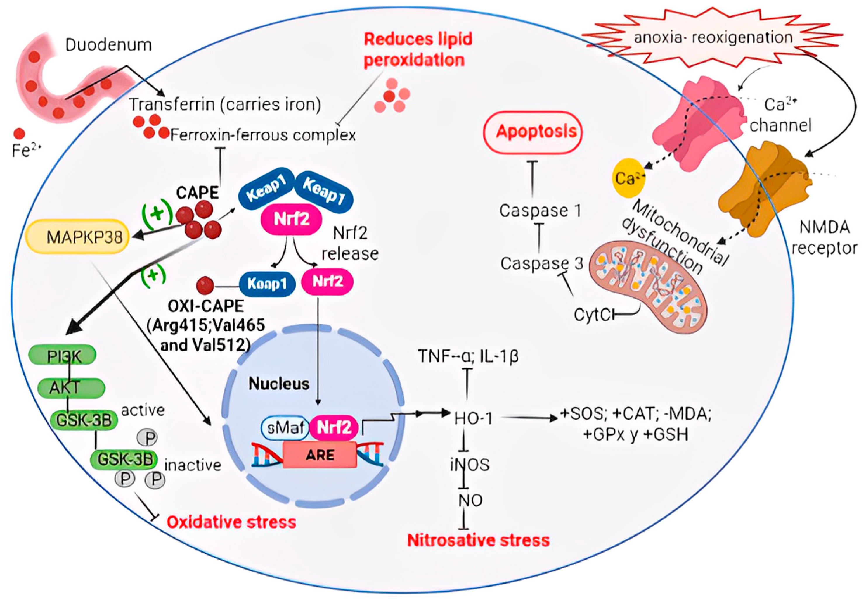 Antioxidants 12 01500 g008 Antioxidants 12 01500 g008