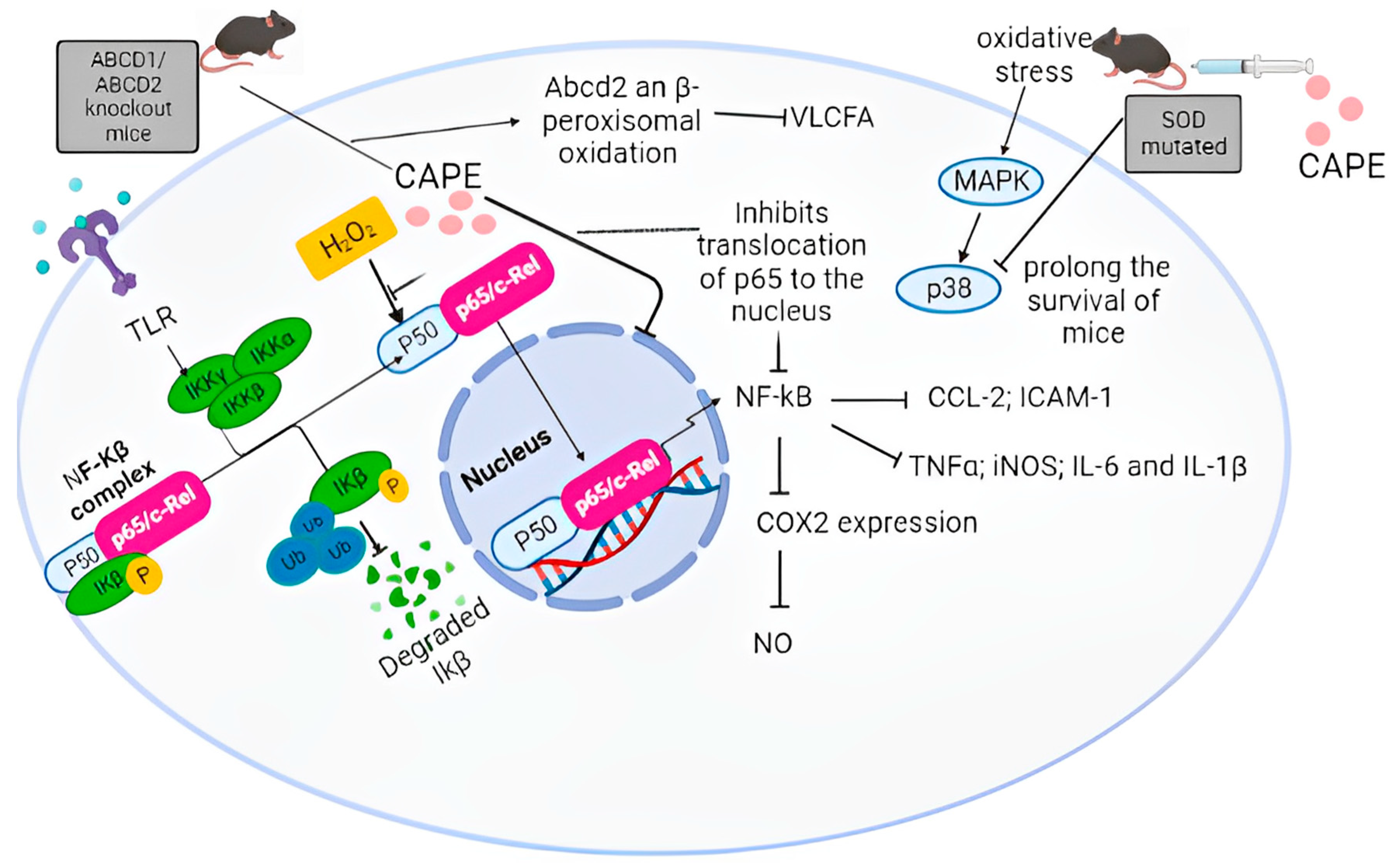 Antioxidants 12 01500 g009 Antioxidants 12 01500 g009