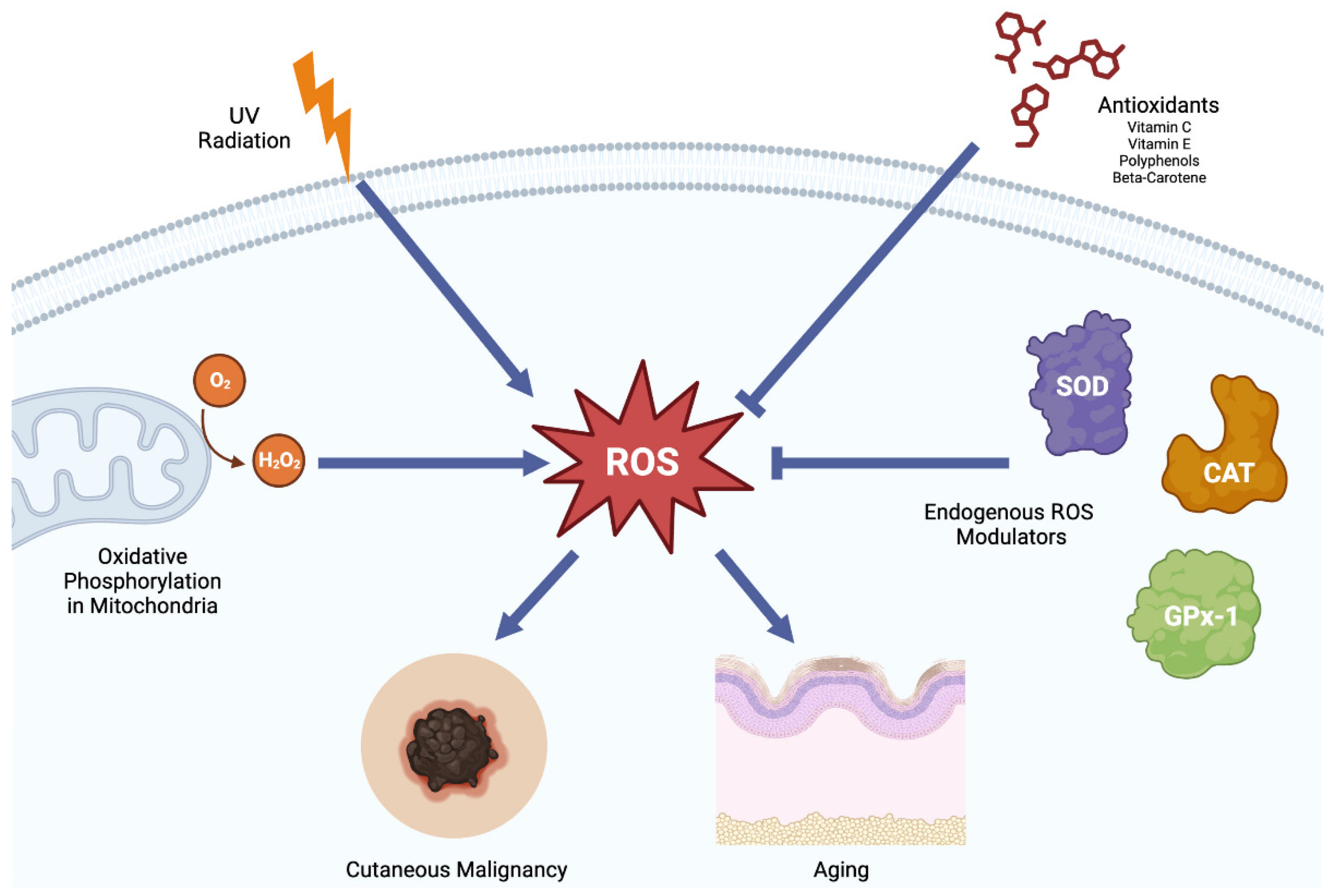 Antioxidants 12 01503 g001 Antioxidants 12 01503 g001