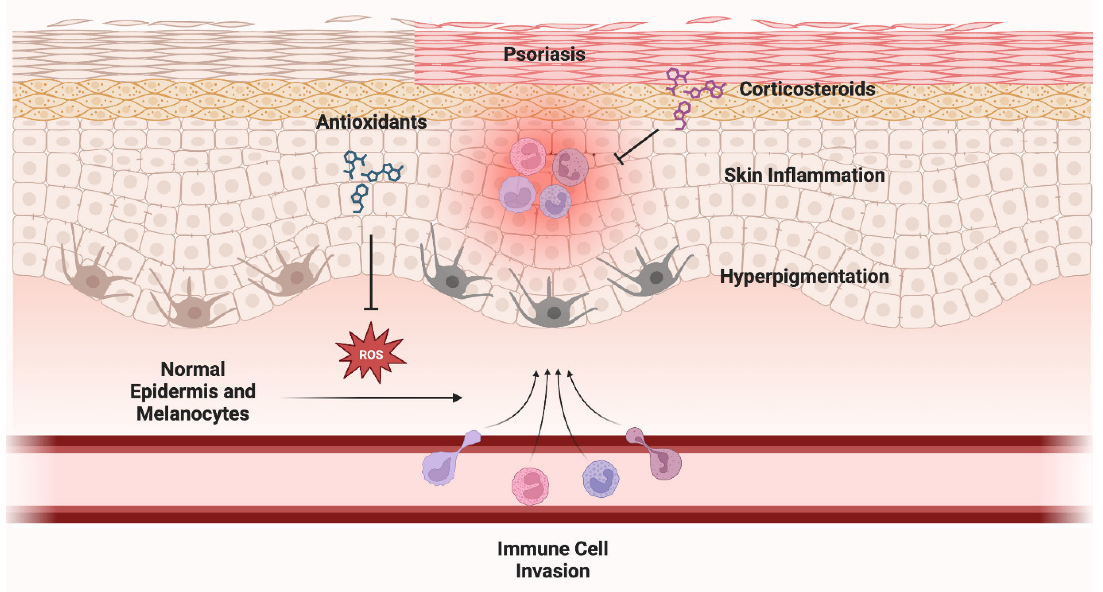 Antioxidants 12 01503 g003 Antioxidants 12 01503 g003