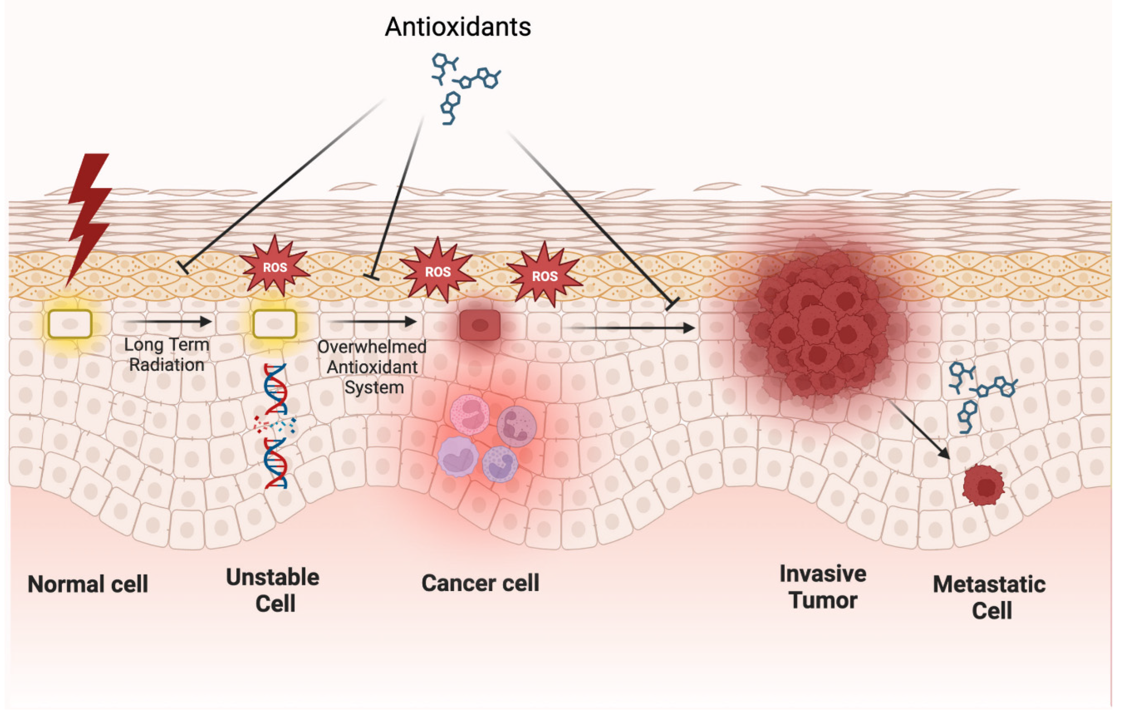 Antioxidants 12 01503 g004 Antioxidants 12 01503 g004