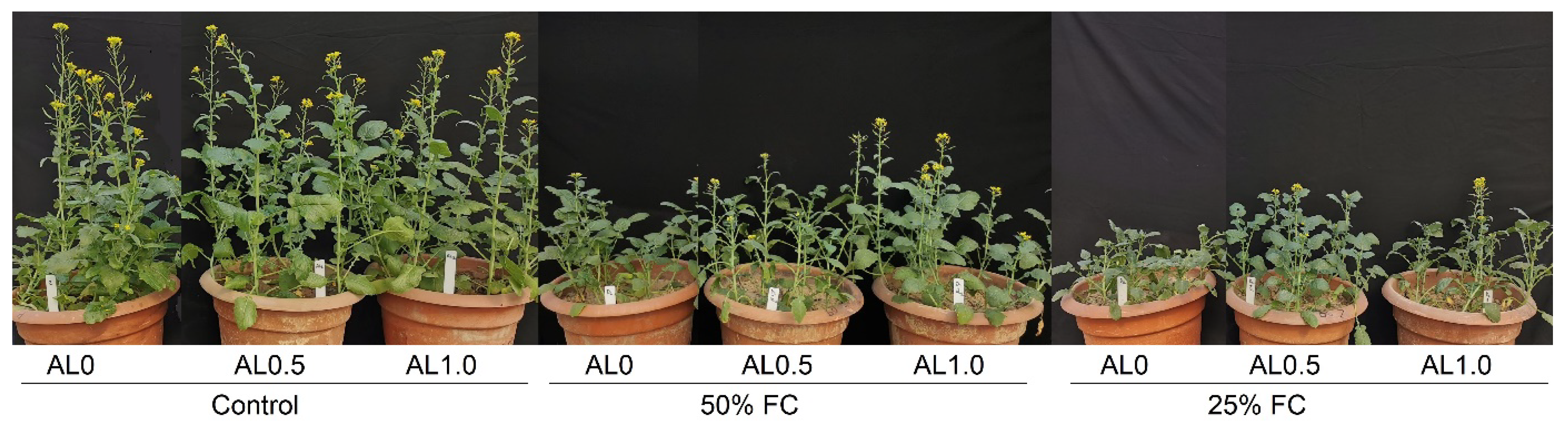 Antioxidants 12 01508 g007