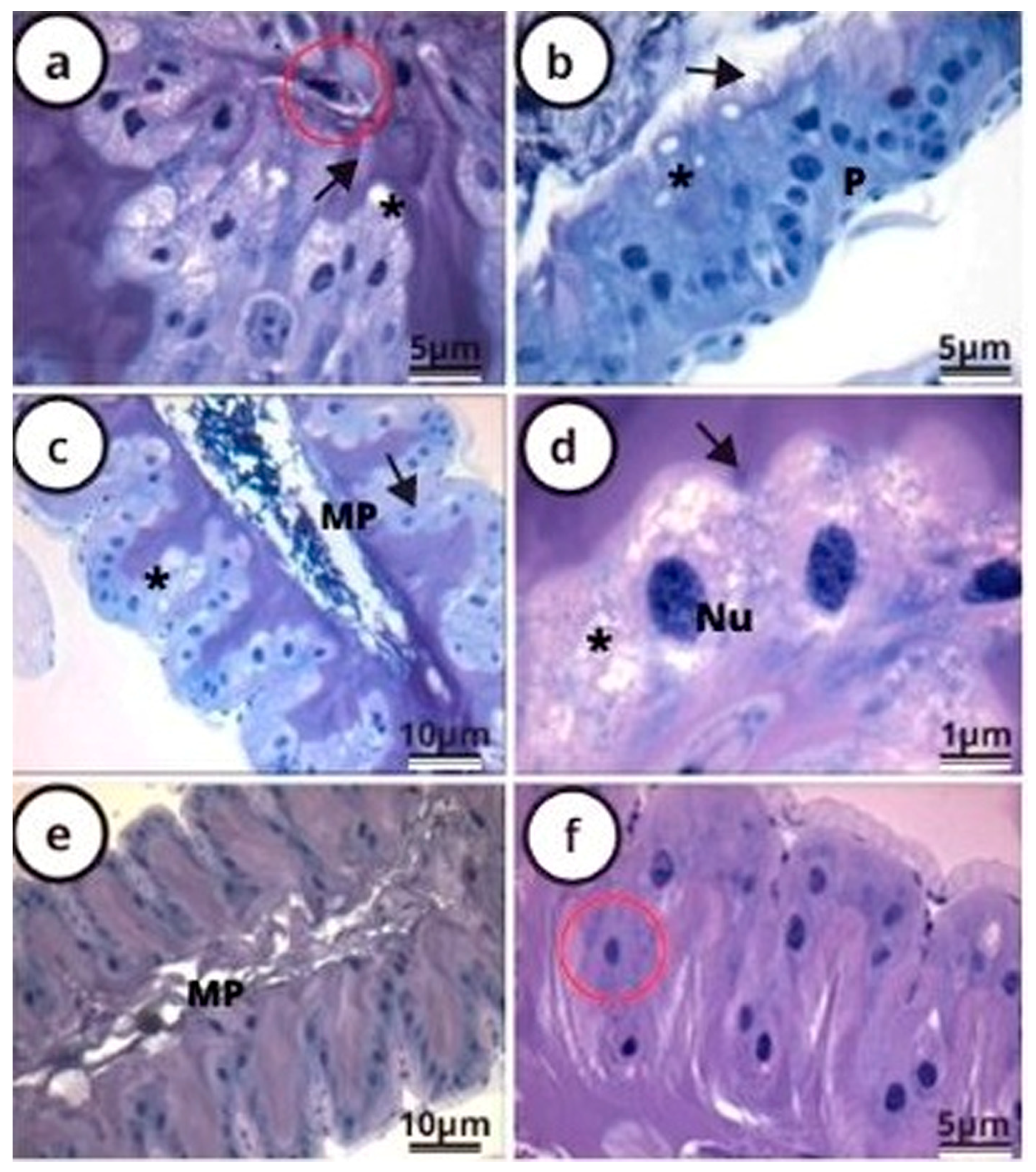 Antioxidants 12 01510 g002