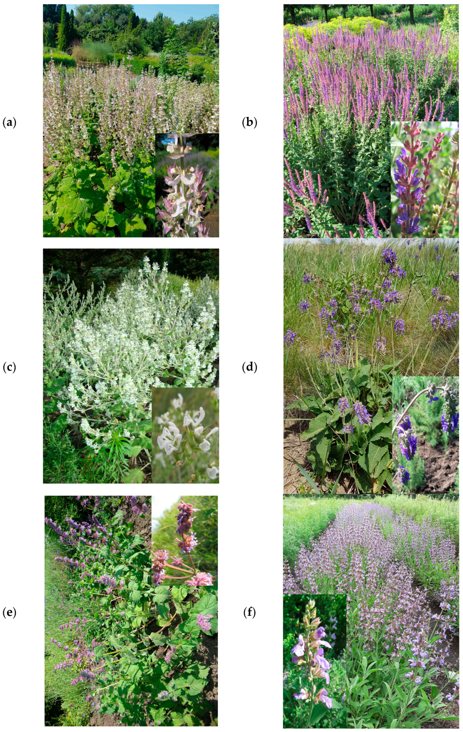 Antioxidants 12 01514 g001a