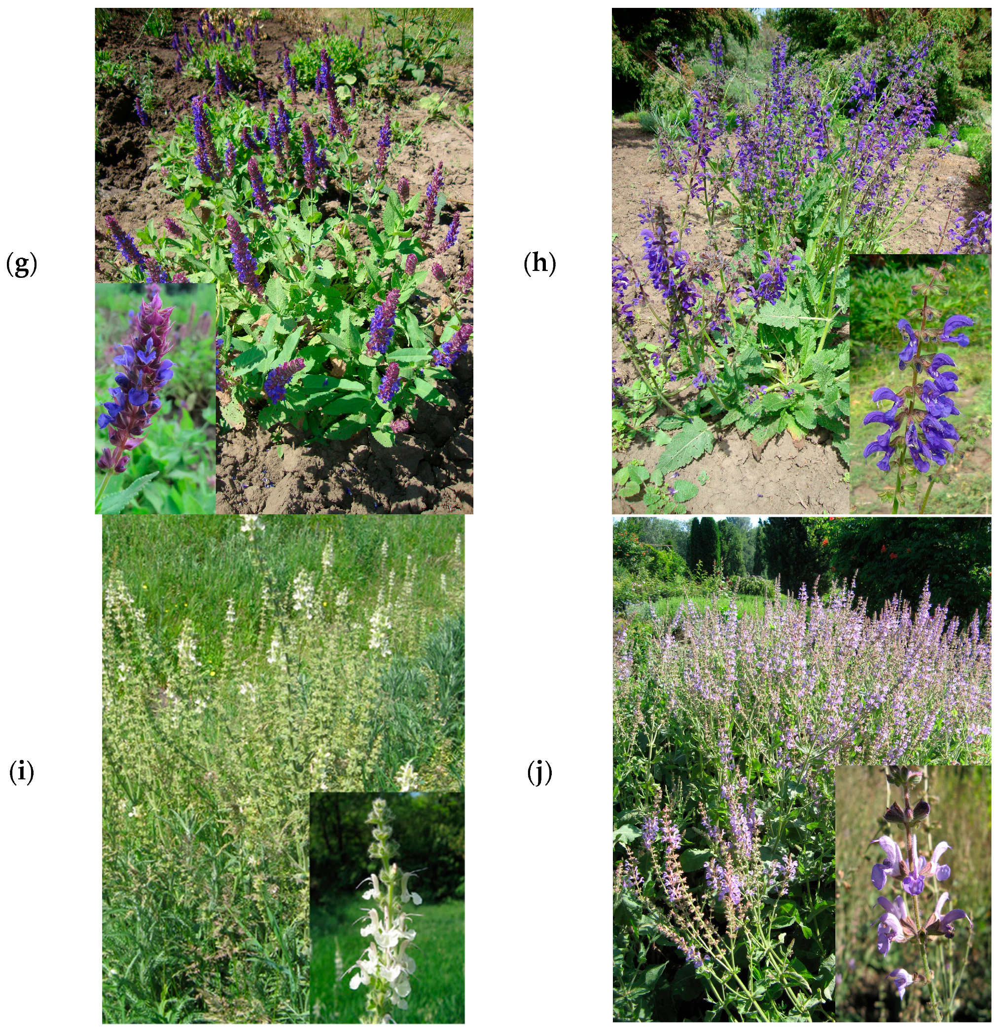 Antioxidants 12 01514 g001b