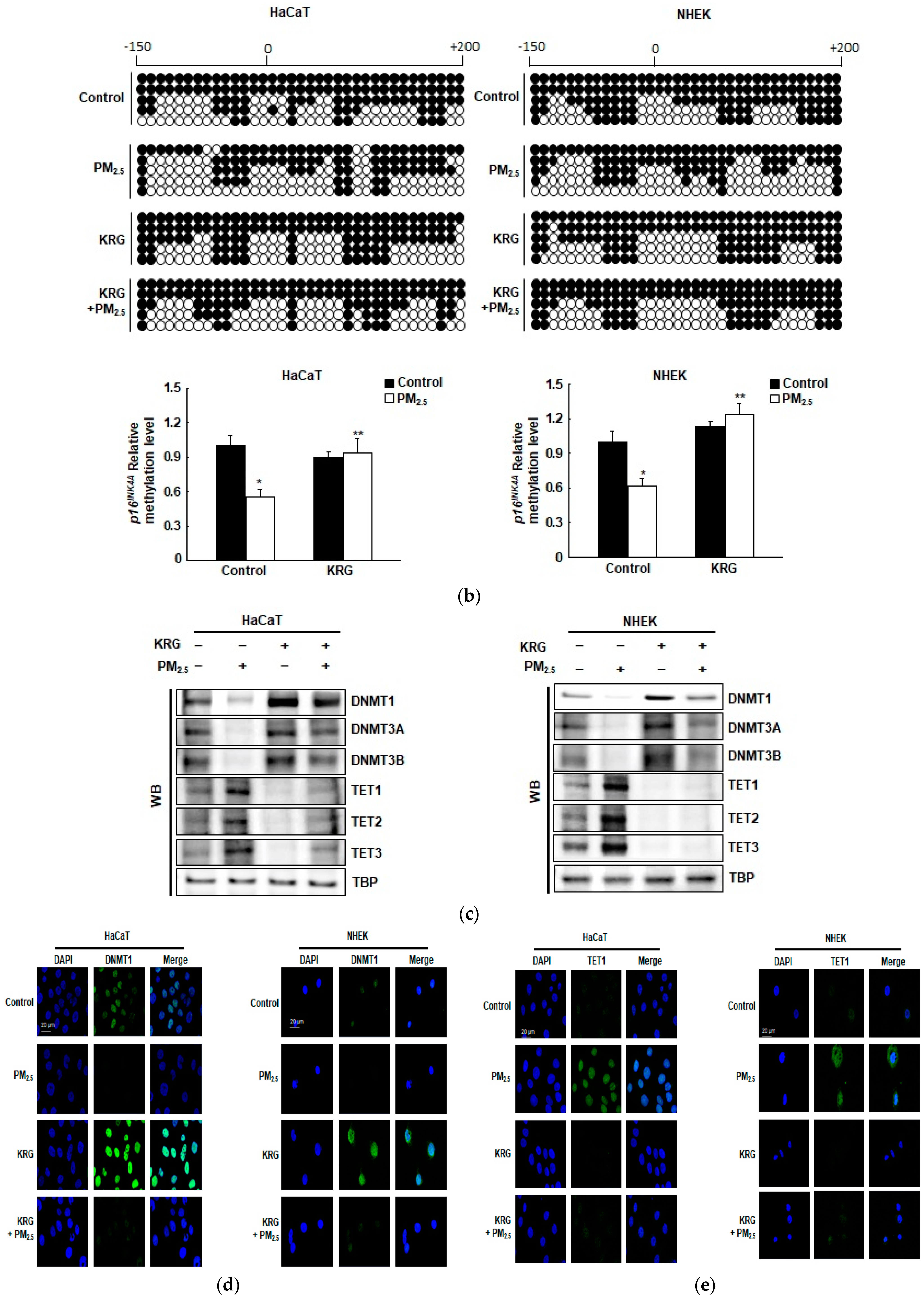Antioxidants 12 01516 g003b Antioxidants 12 01516 g003b