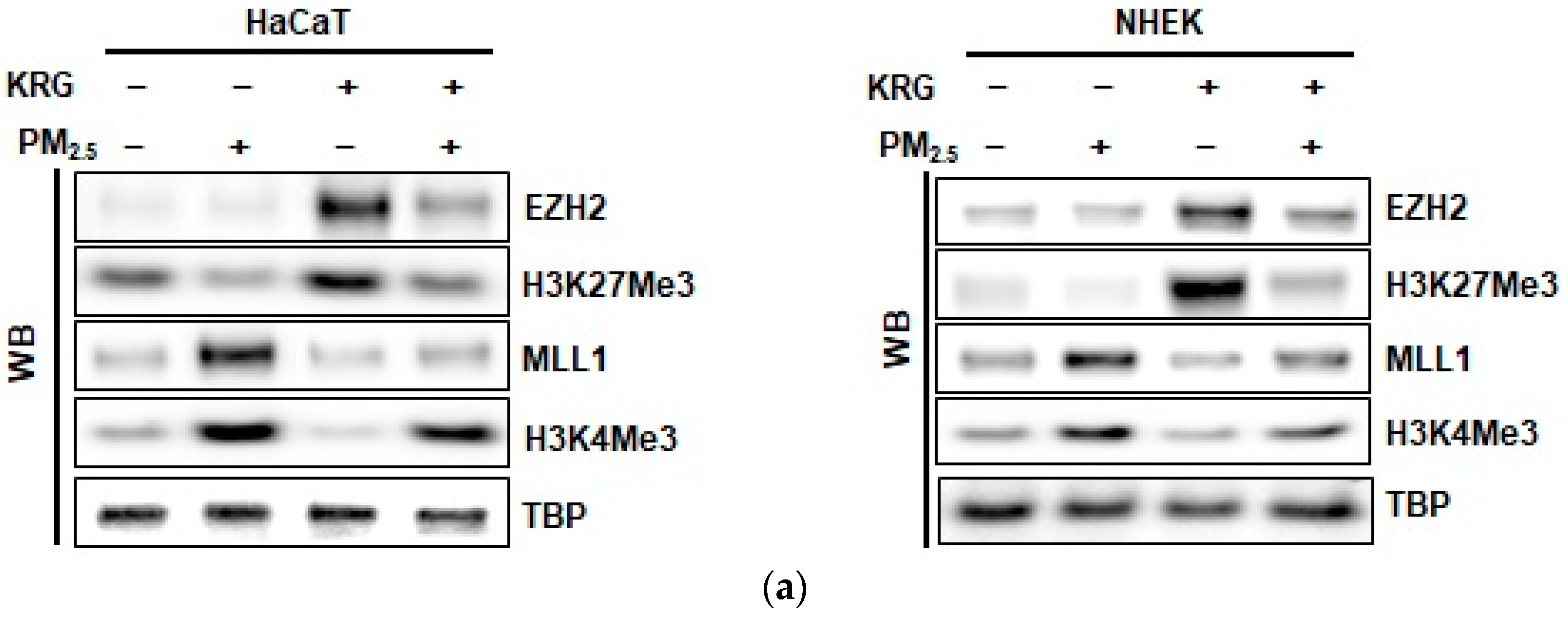 Antioxidants 12 01516 g004a Antioxidants 12 01516 g004a