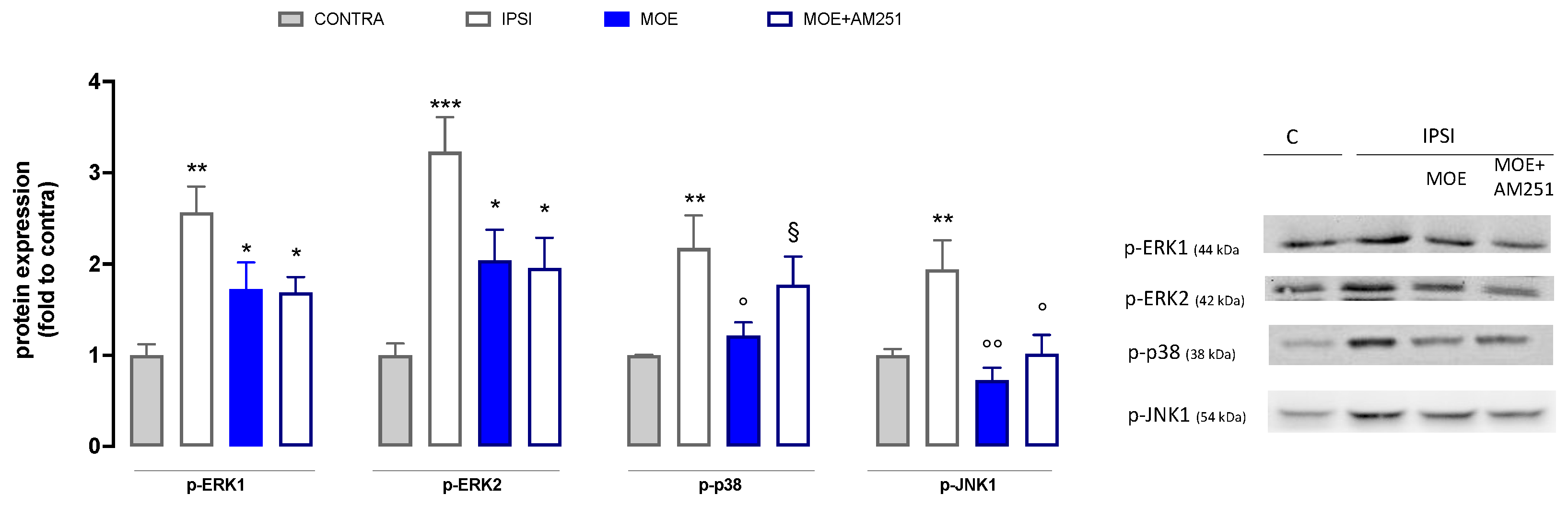 Antioxidants 12 01518 g004
