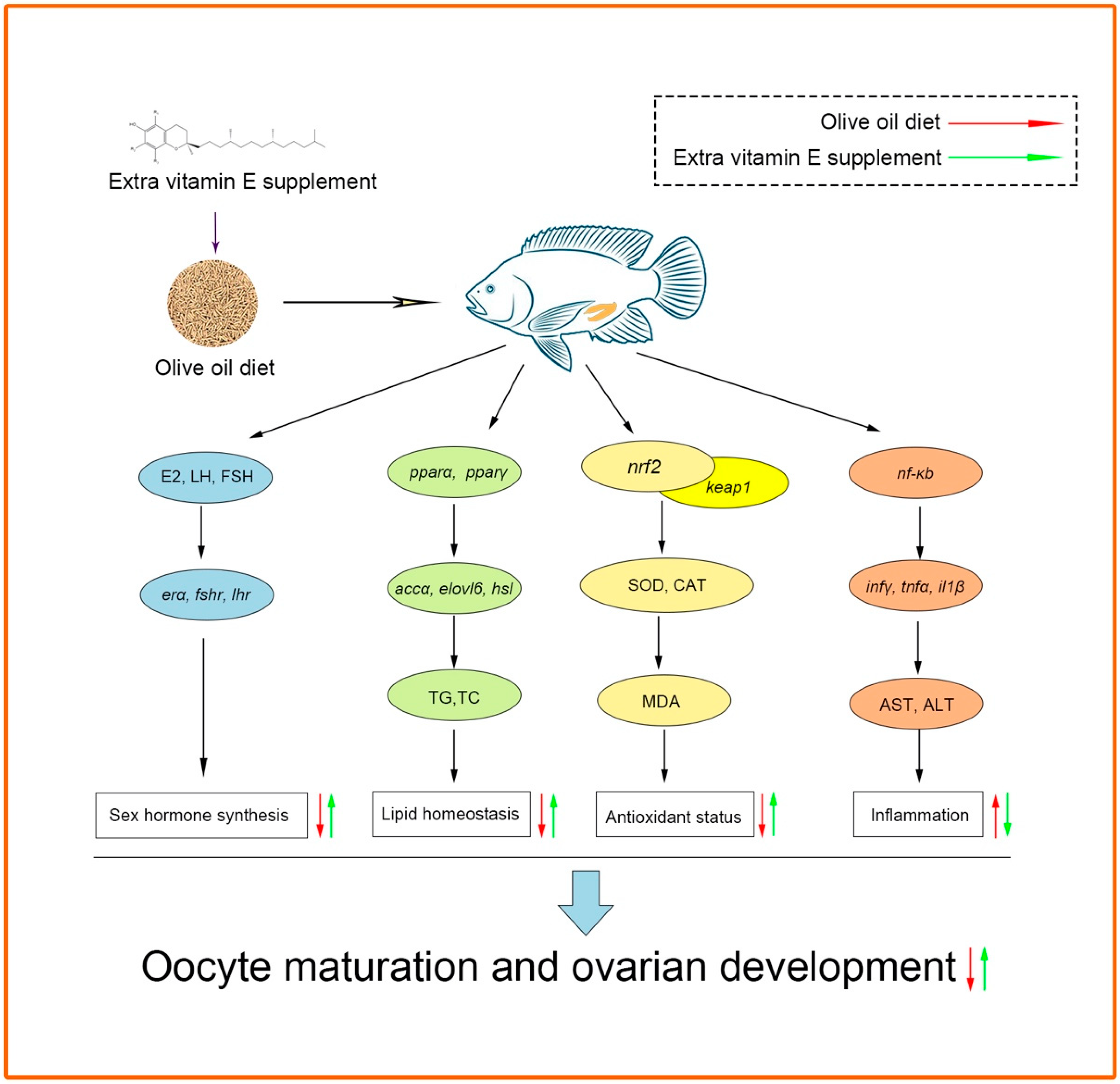 Antioxidants 12 01524 g010