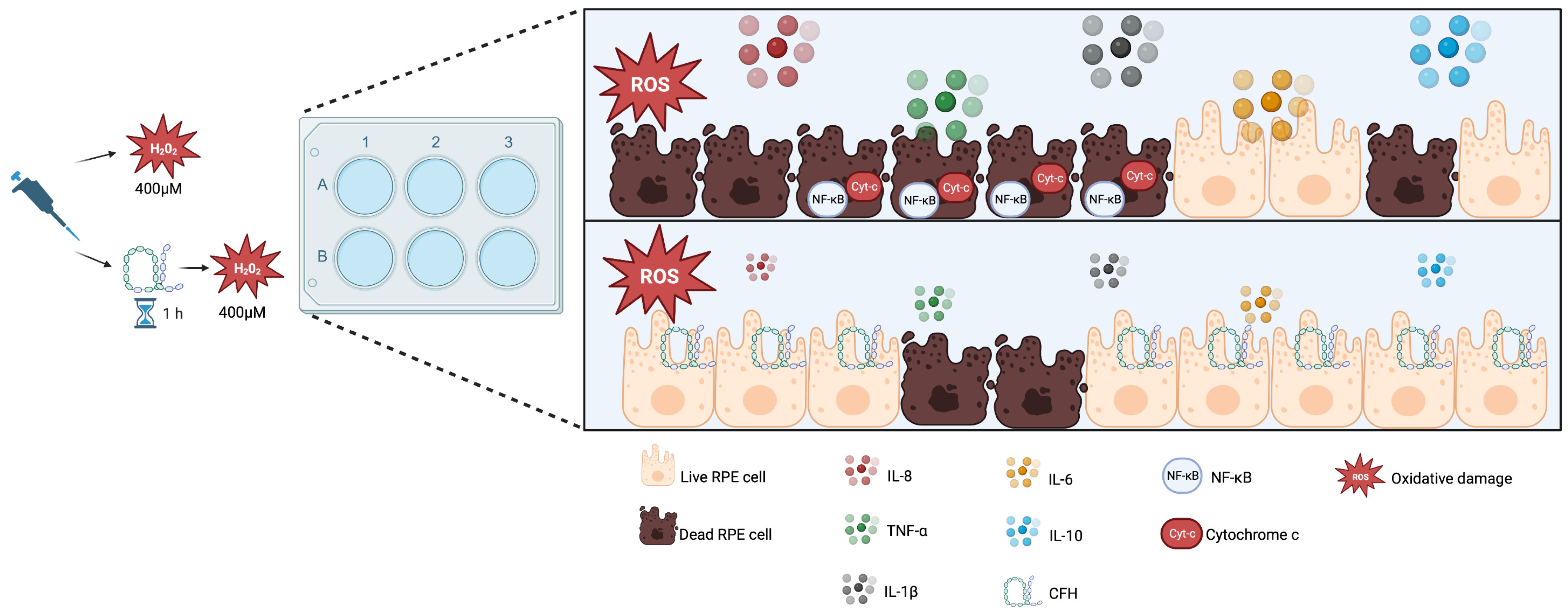 Antioxidants 12 01540 g008