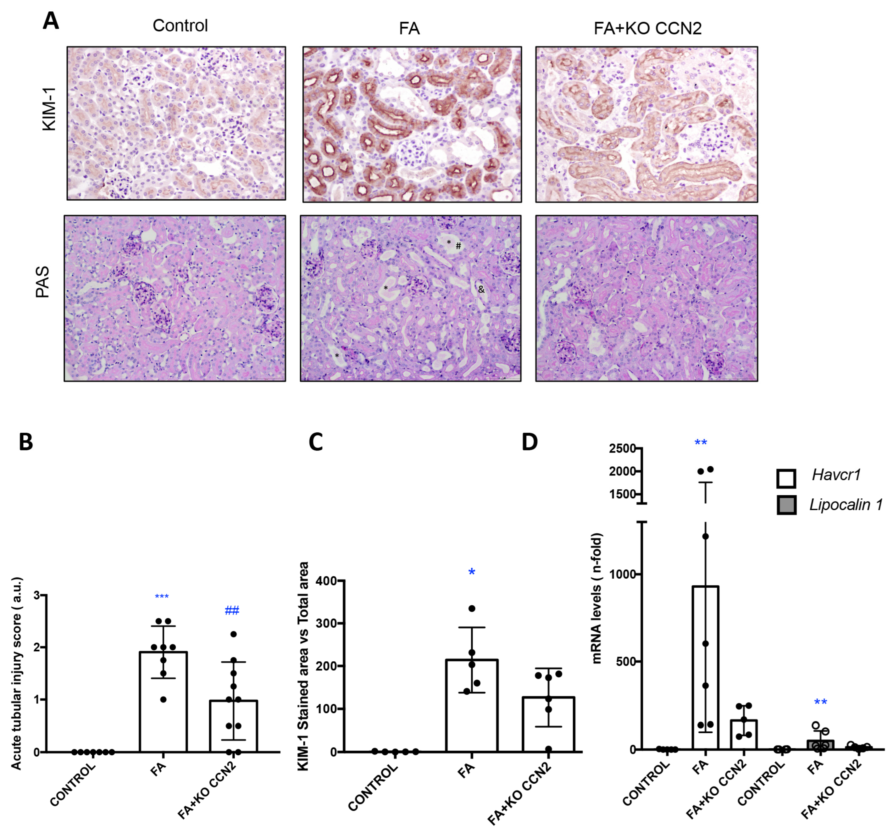 Antioxidants 12 01541 g001