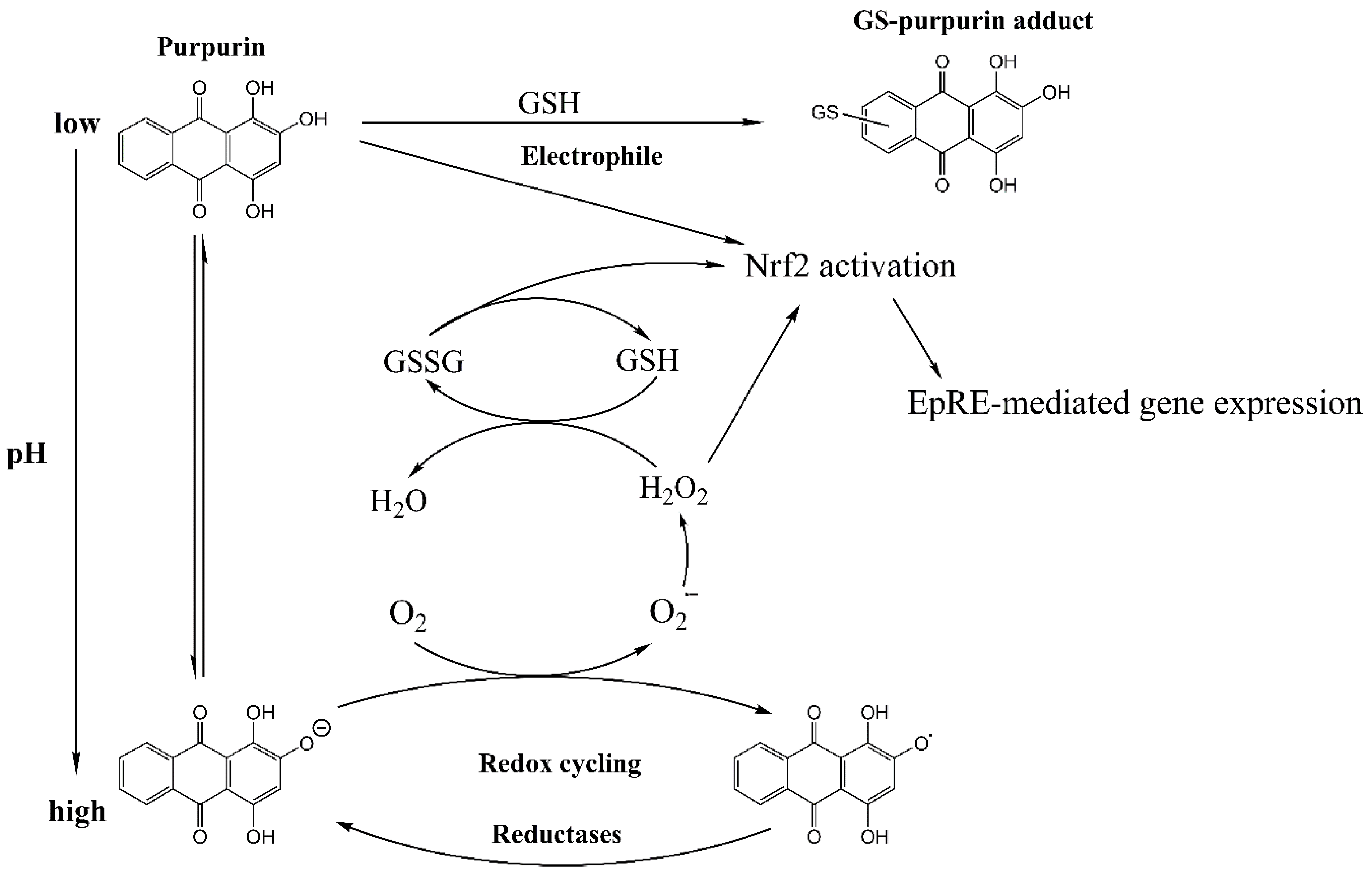 Antioxidants 12 01544 g001