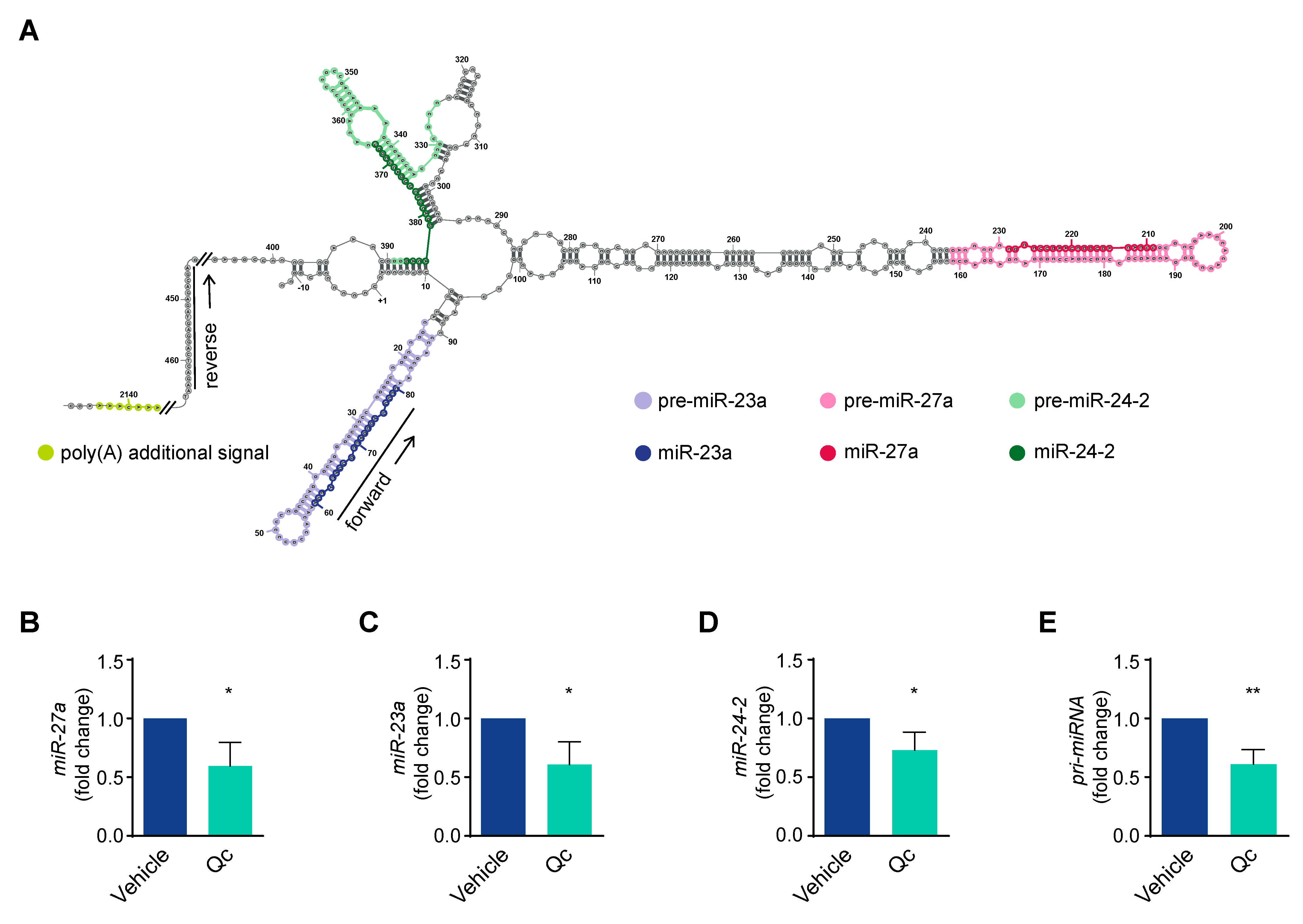 Antioxidants 12 01547 g004