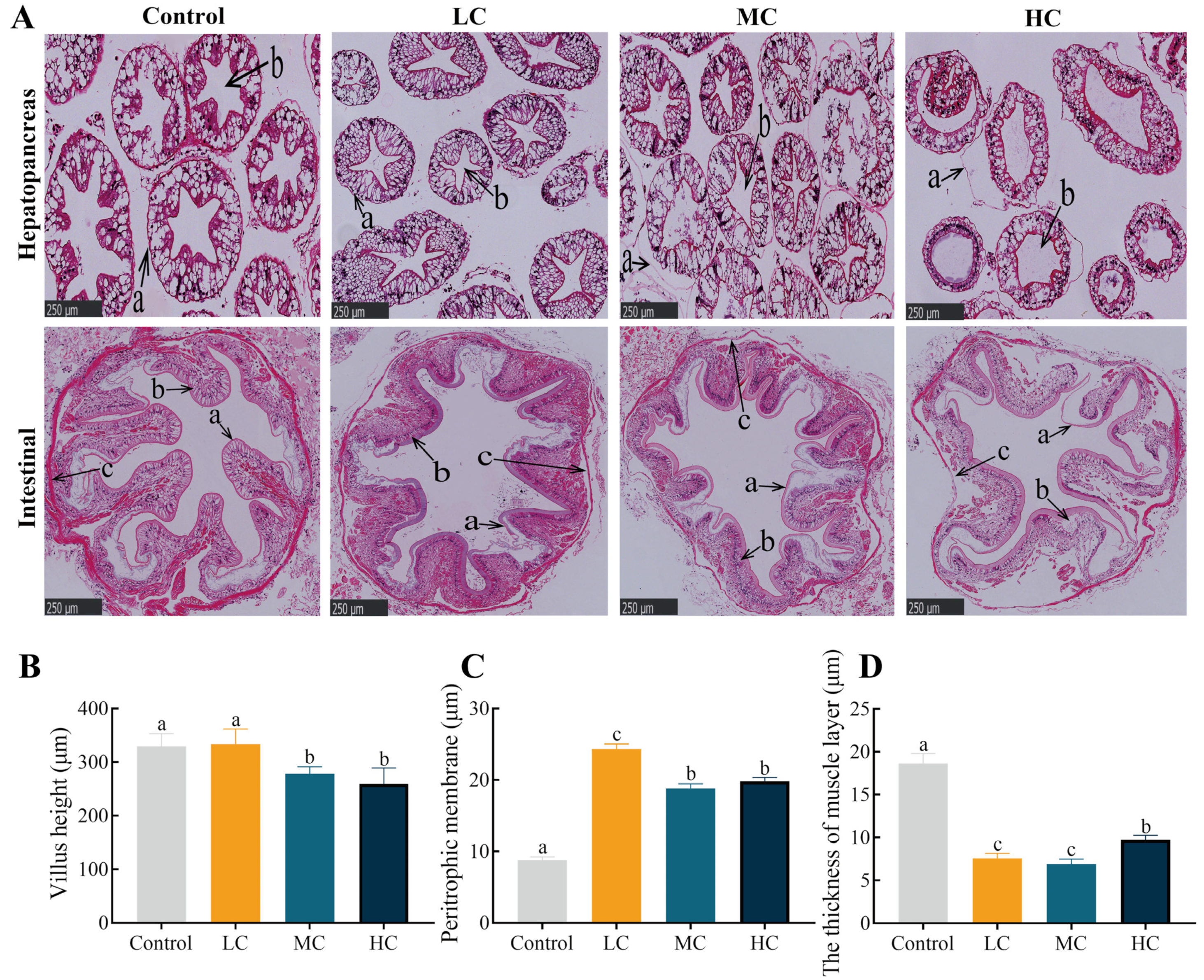 Antioxidants 12 01548 g004