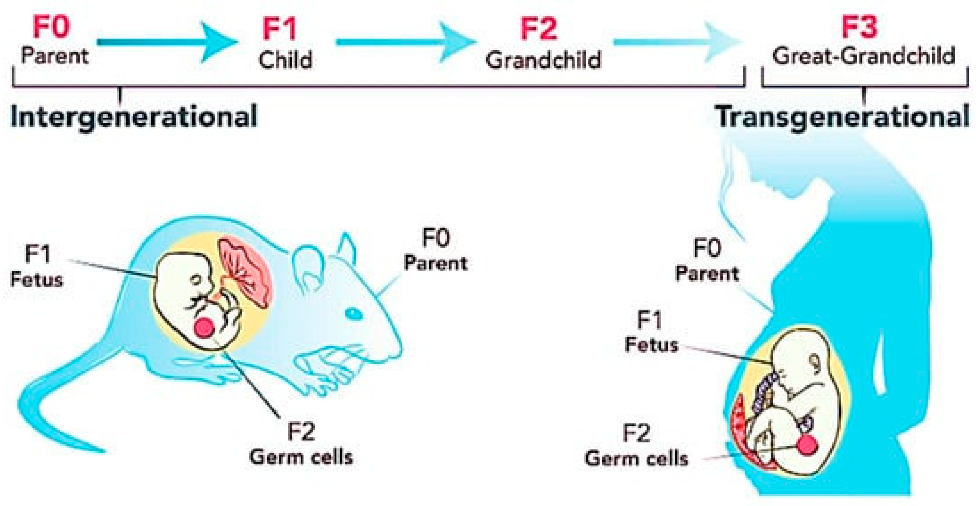 Antioxidants 12 01549 g001 Antioxidants 12 01549 g001