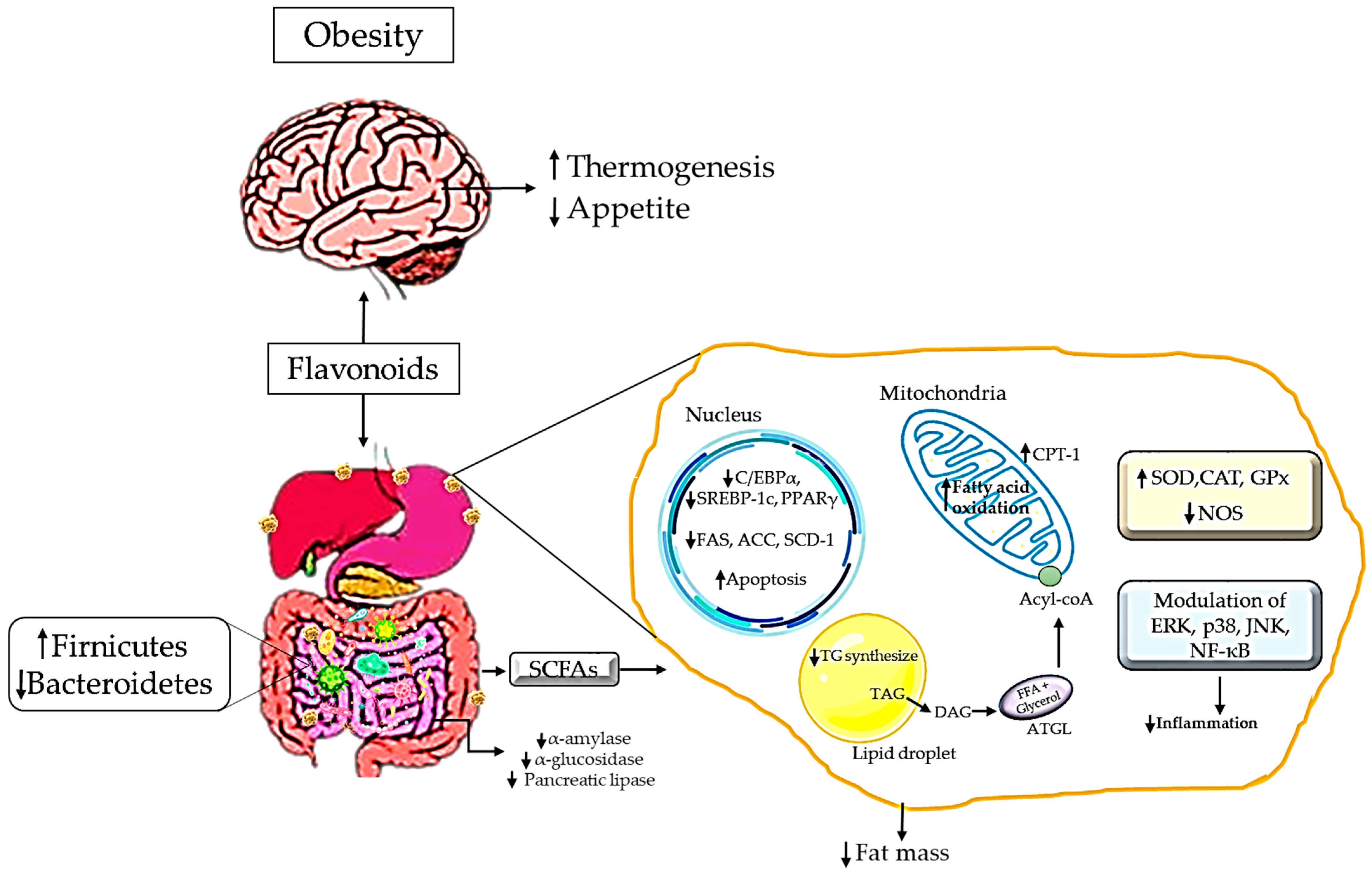 Antioxidants 12 01549 g003 Antioxidants 12 01549 g003